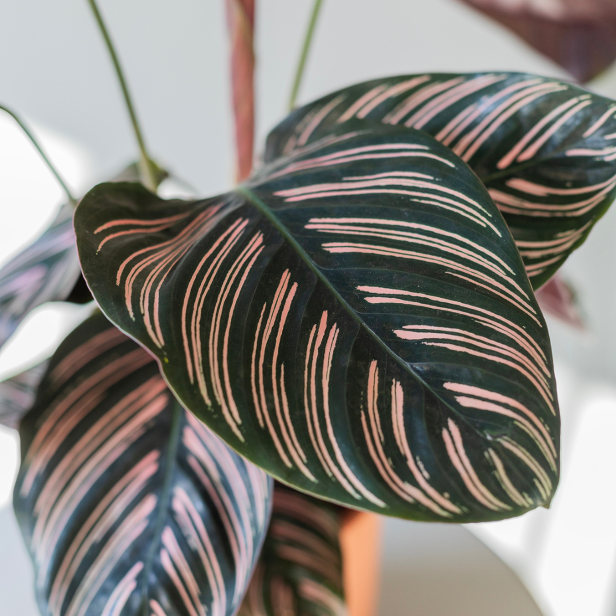 Calathea Ornata Live Plant - Image 3