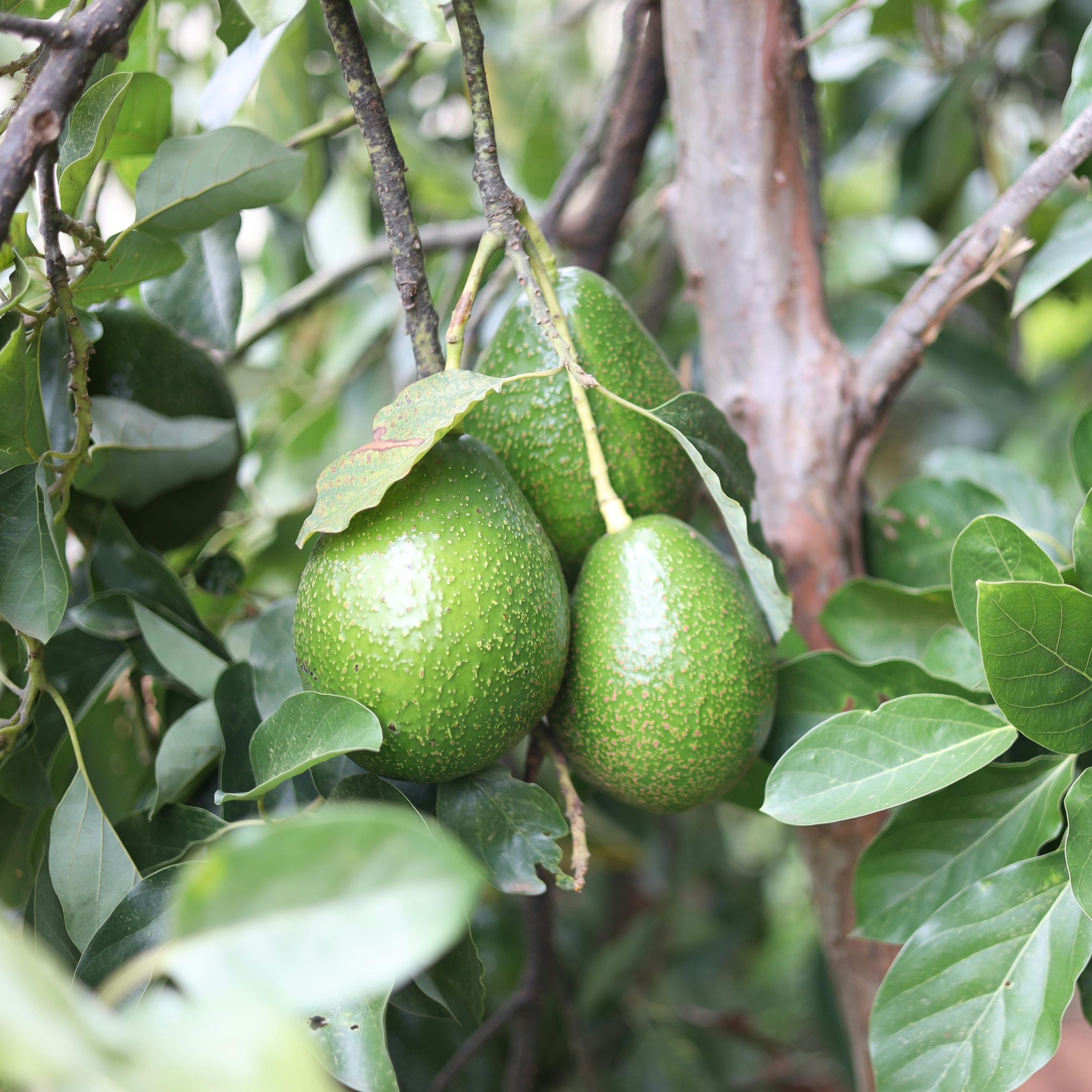 Avocado Live Fruit Plant - Image 3