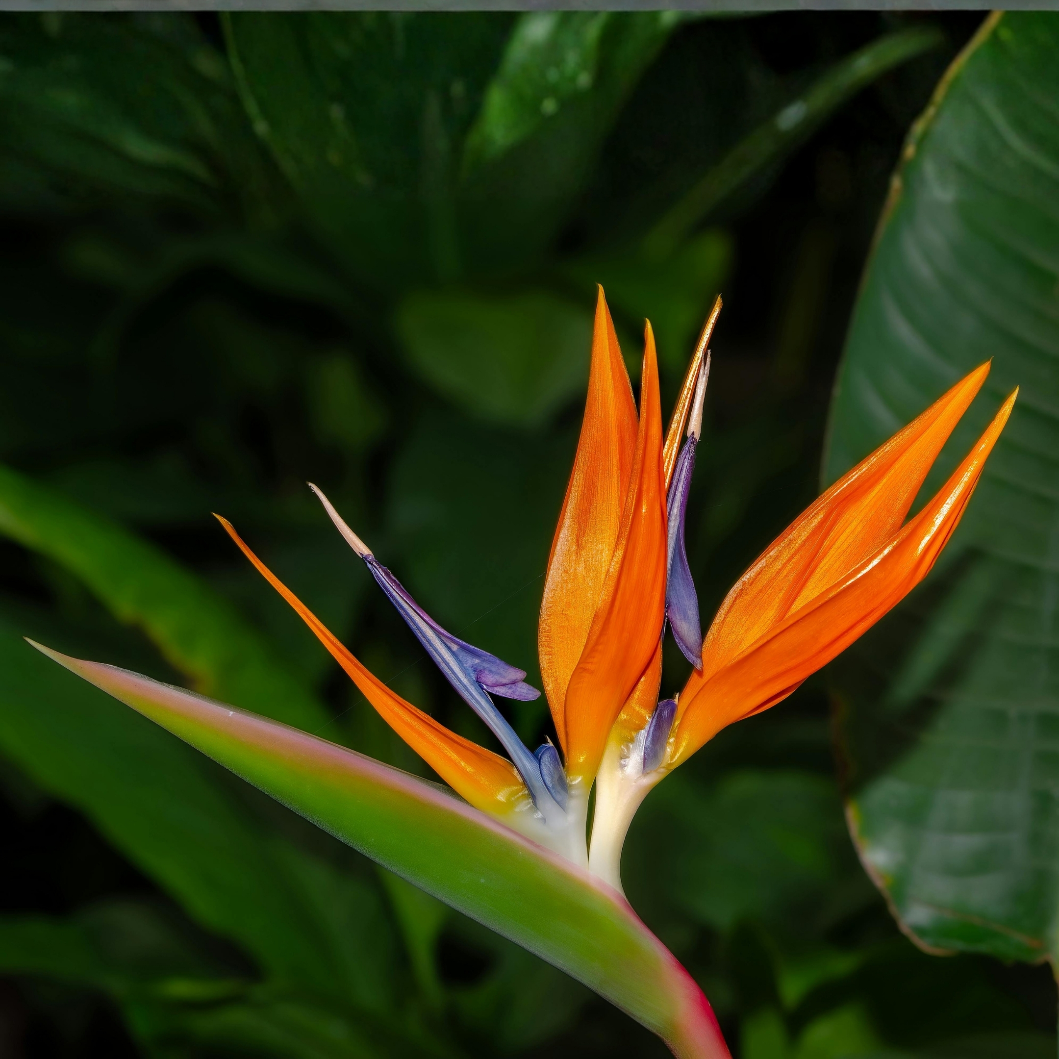 Bird Of Paradise Plant Live - Image 3