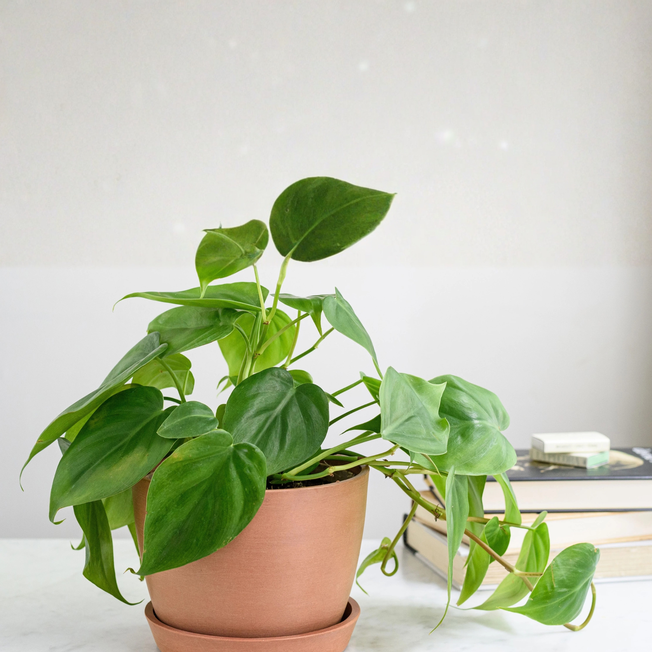 Philodendron Oxycardium Green Live Plant (Heartleaf) - Image 3