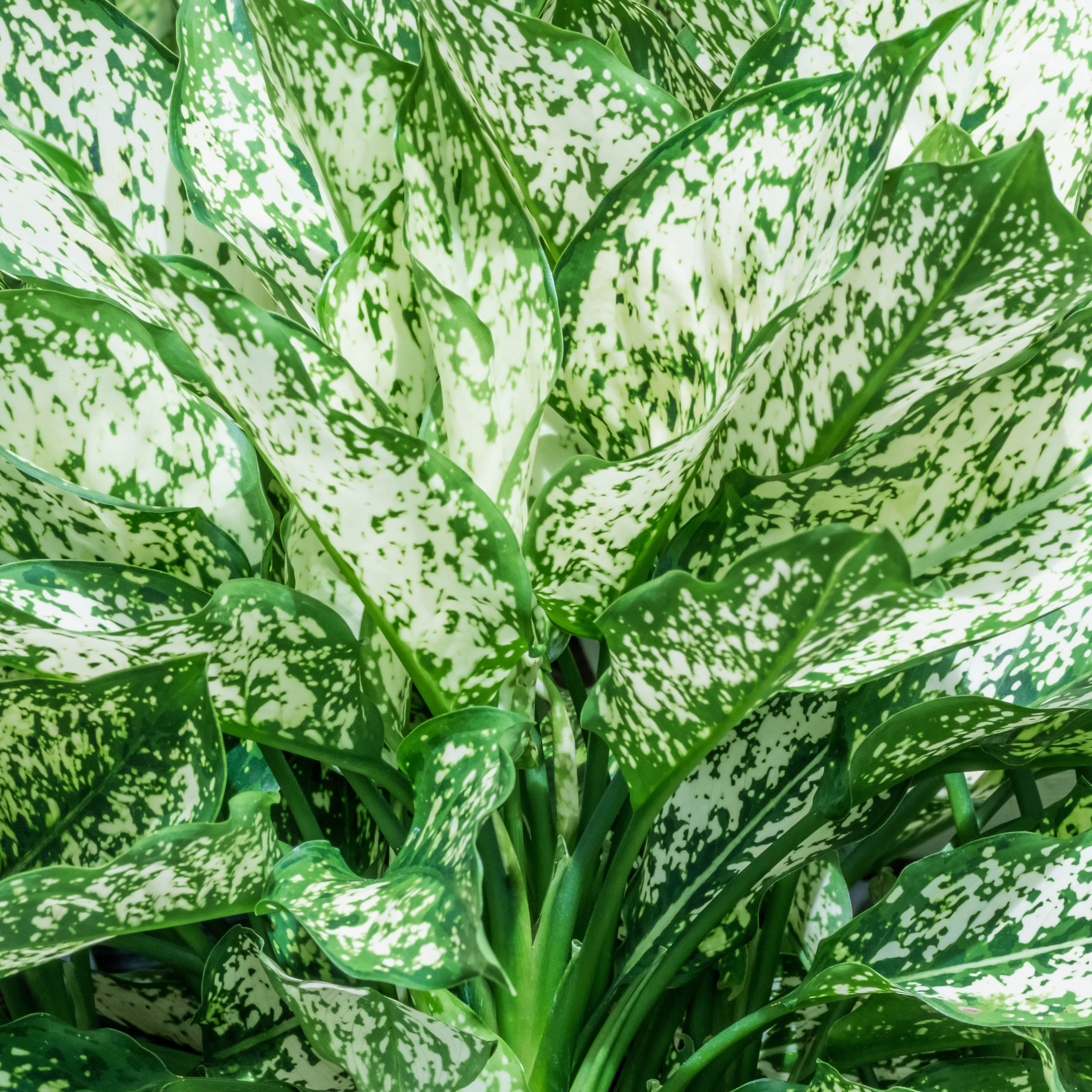 Aglaonema Snow White Plant (Chinese Evergreen Indoor Plant) - Pack Of 2 - Image 3