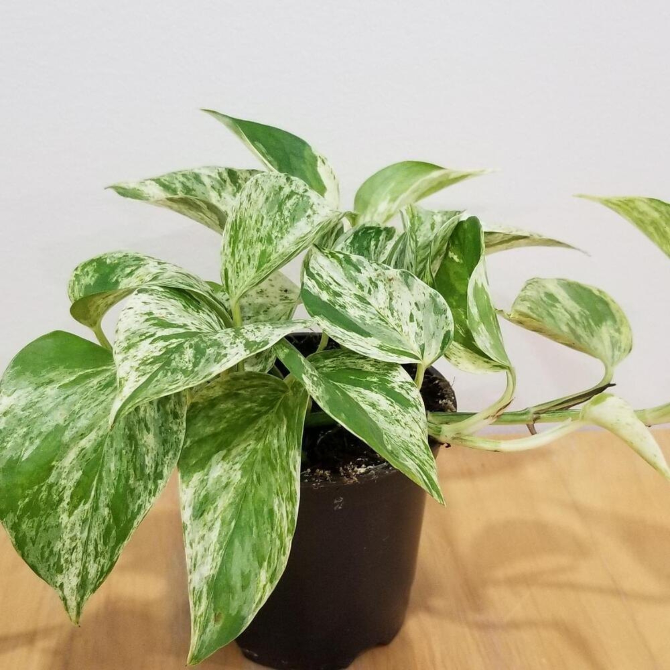 Marble Queen Money Plant Live - Pack Of 2 - Image 3