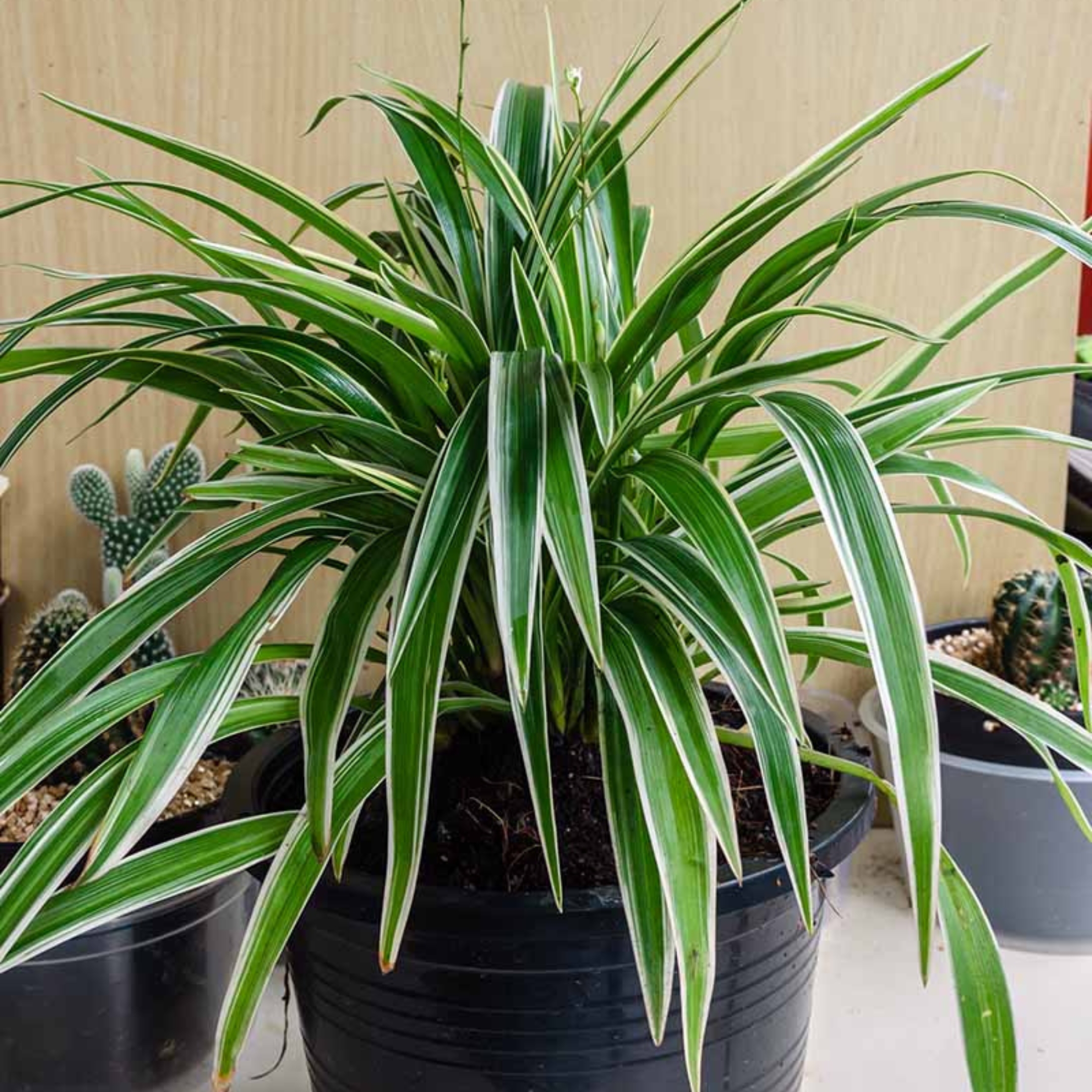 Spider Plant Live - Image 3