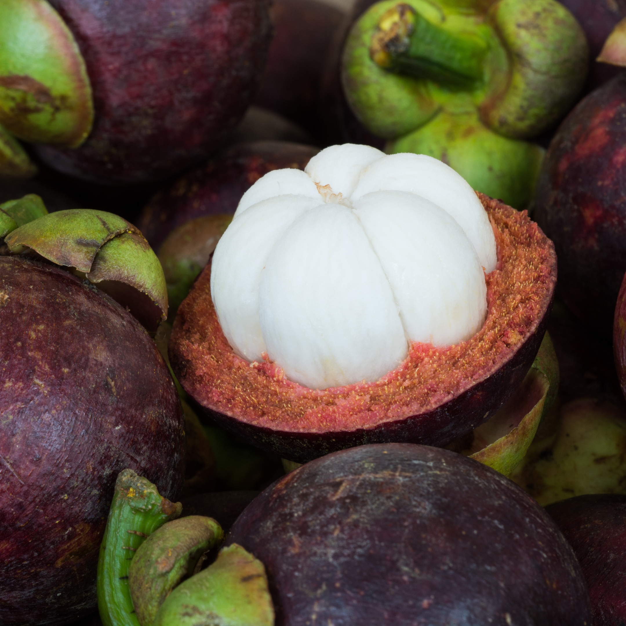 Mangosteen Plant Live - Image 3