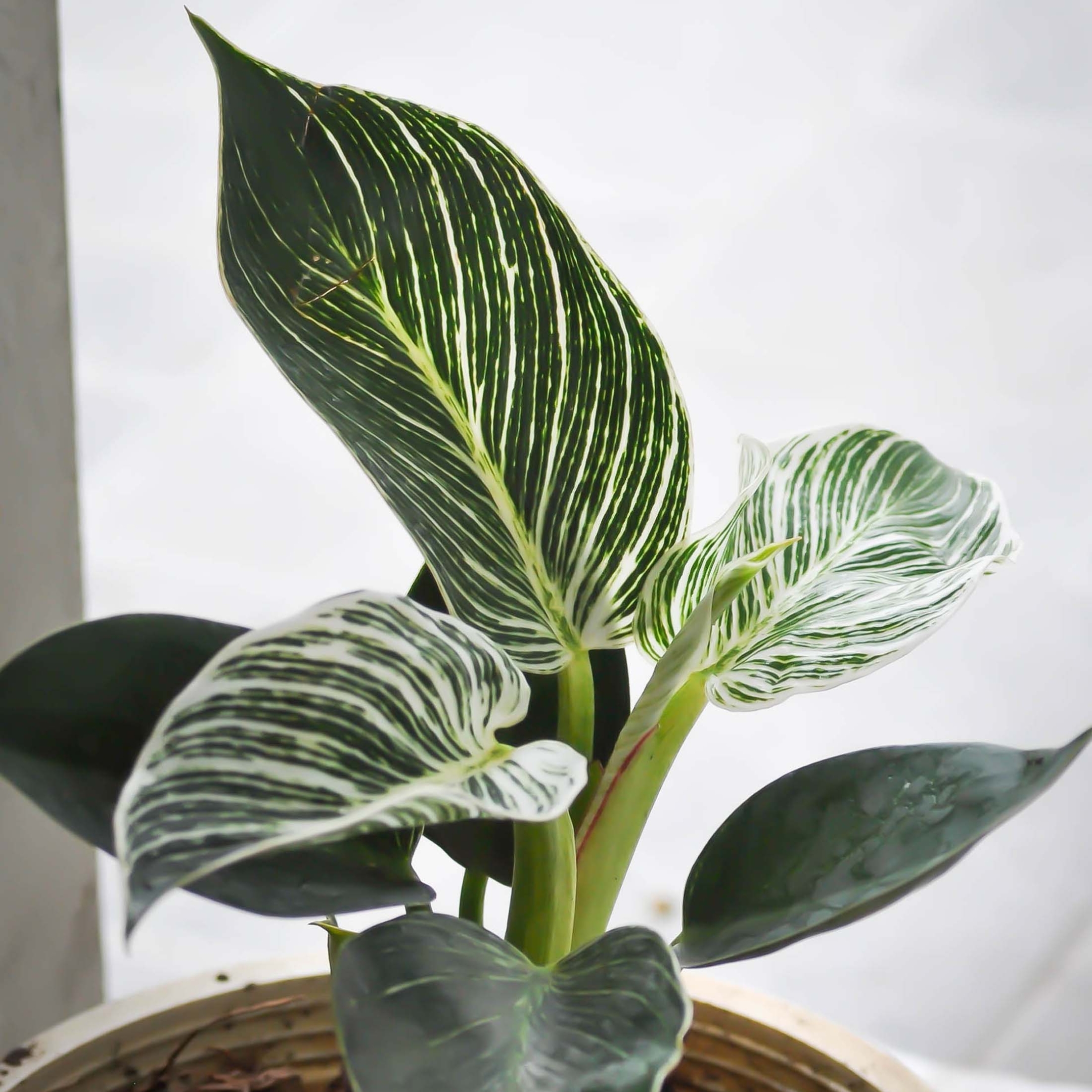 Philodendron Birkin plant Live - Image 3