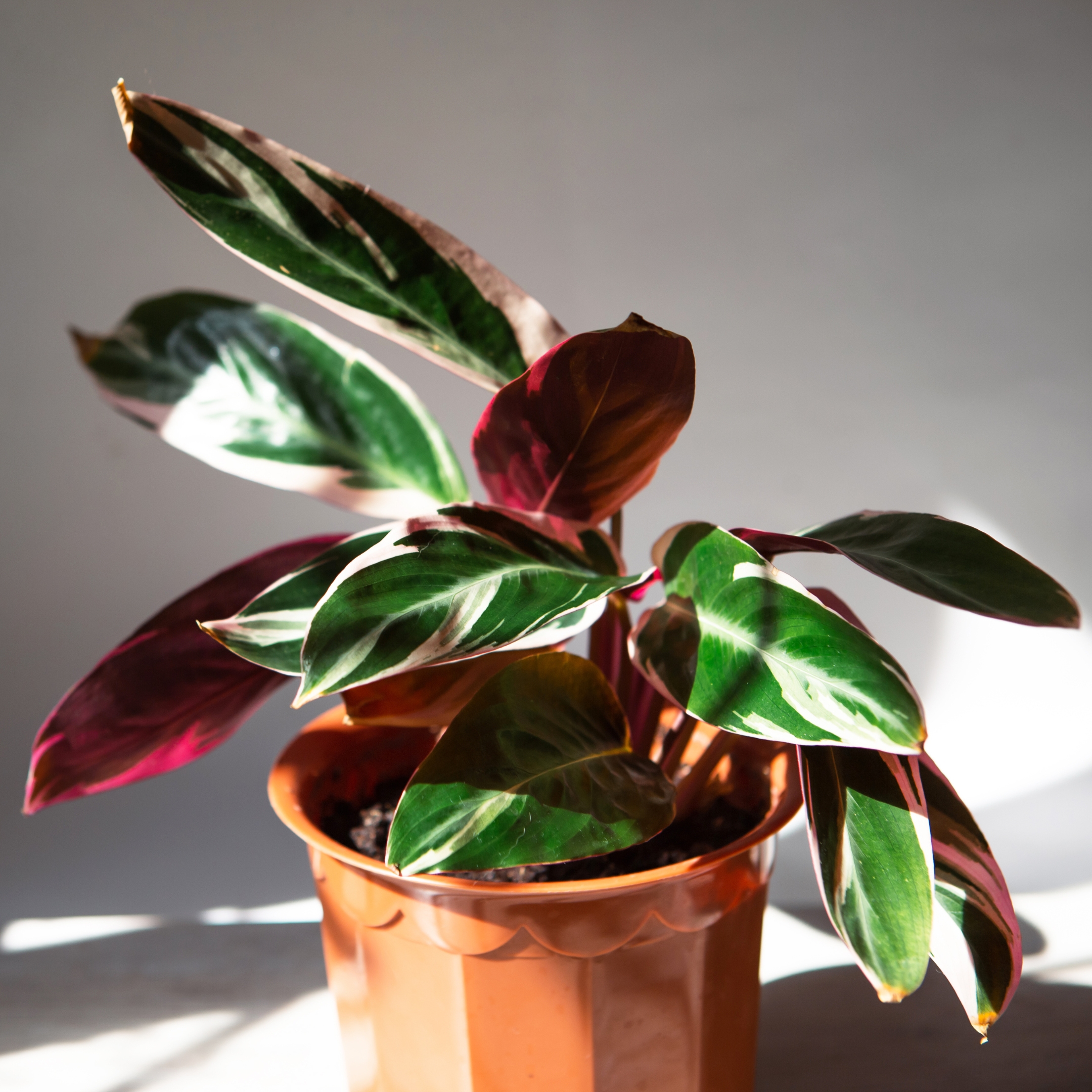 Stromanthe Sanguinea Triostar, Calathea Triostar - Plant - Image 3