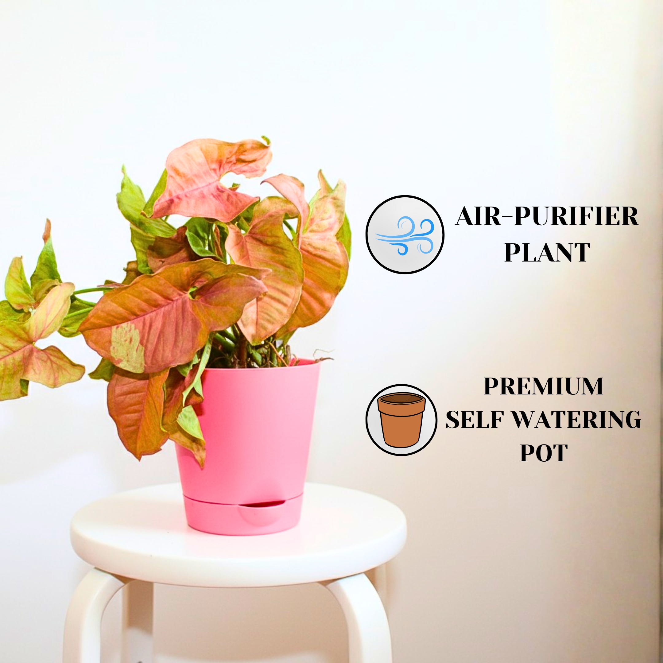 Live Syngonium Pink Neon Plant - With Self Watering Pot - Image 2