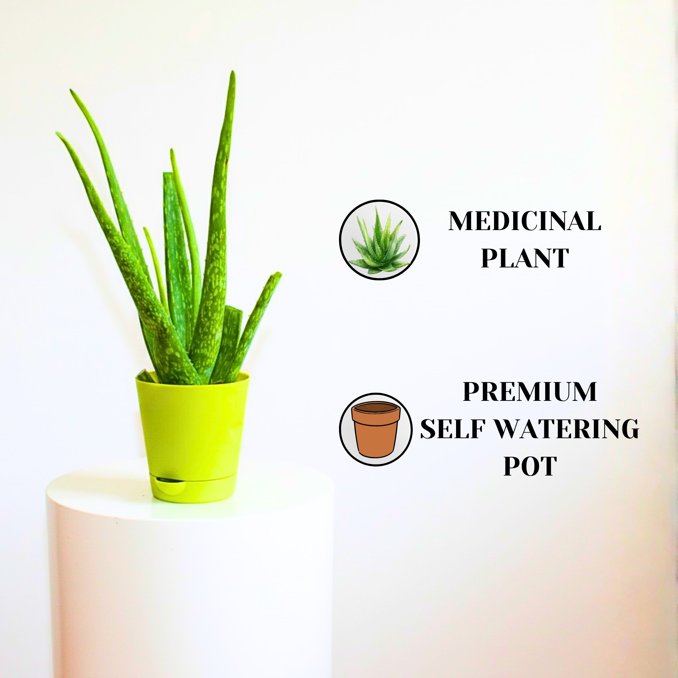 Live Aloe Vera Medicinal Succulent Plant - With Self Watering Pot - Image 4