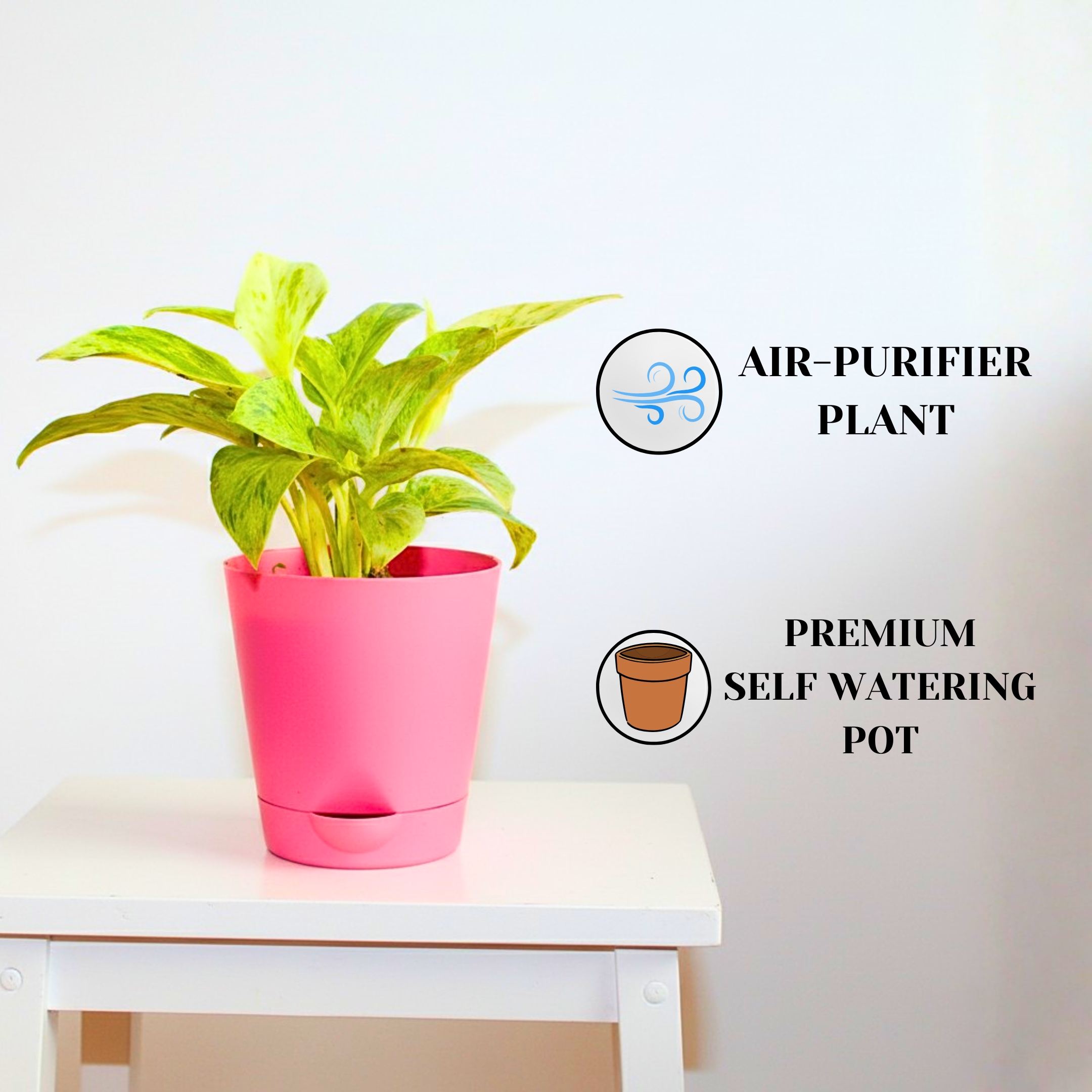 Marble Queen Money plant (Marble Queen Pothos) - With Self Watering Pot - Pack Of 2 - Image 2