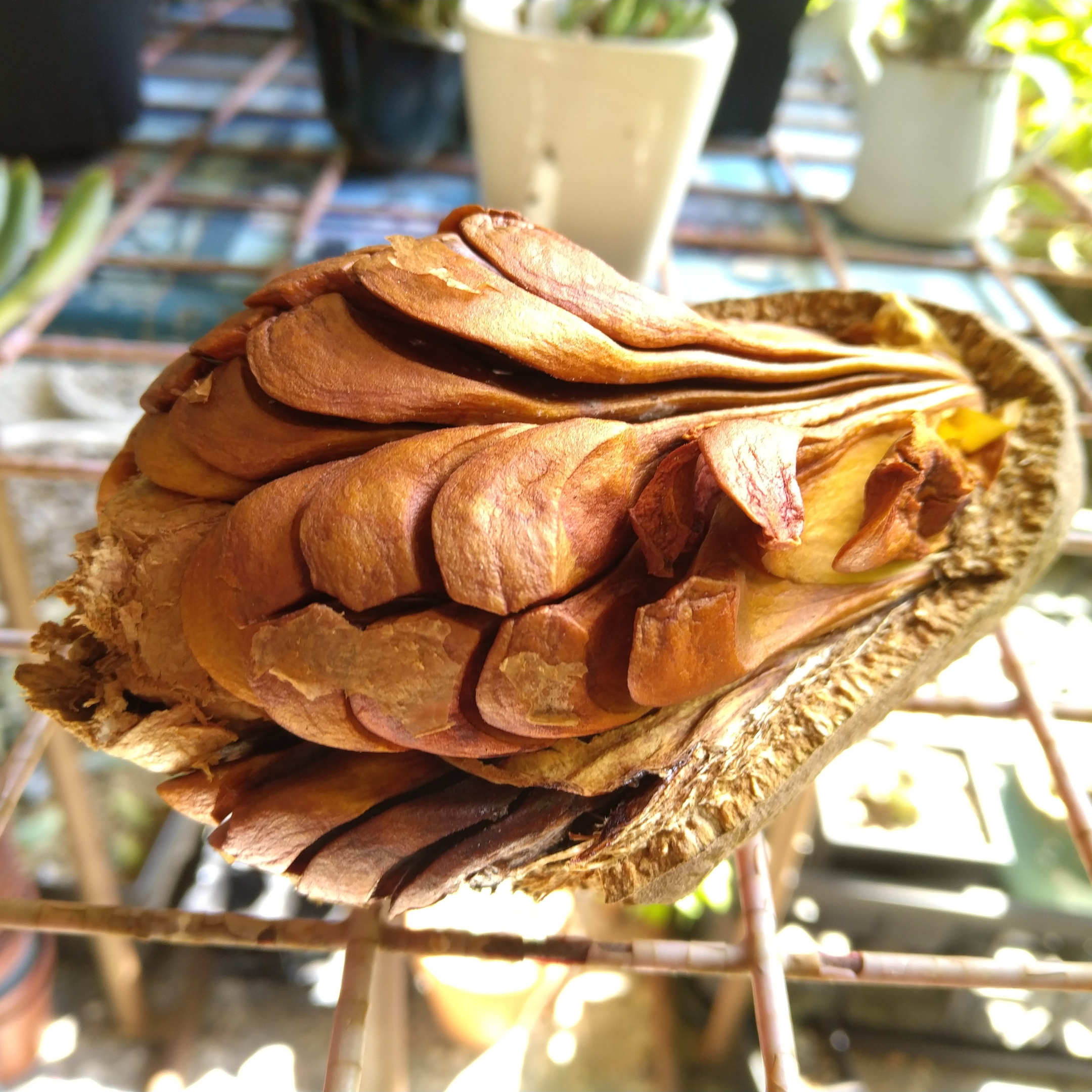 Mahogany Plant Live (Swietenia macrophylla Plant) - Image 3