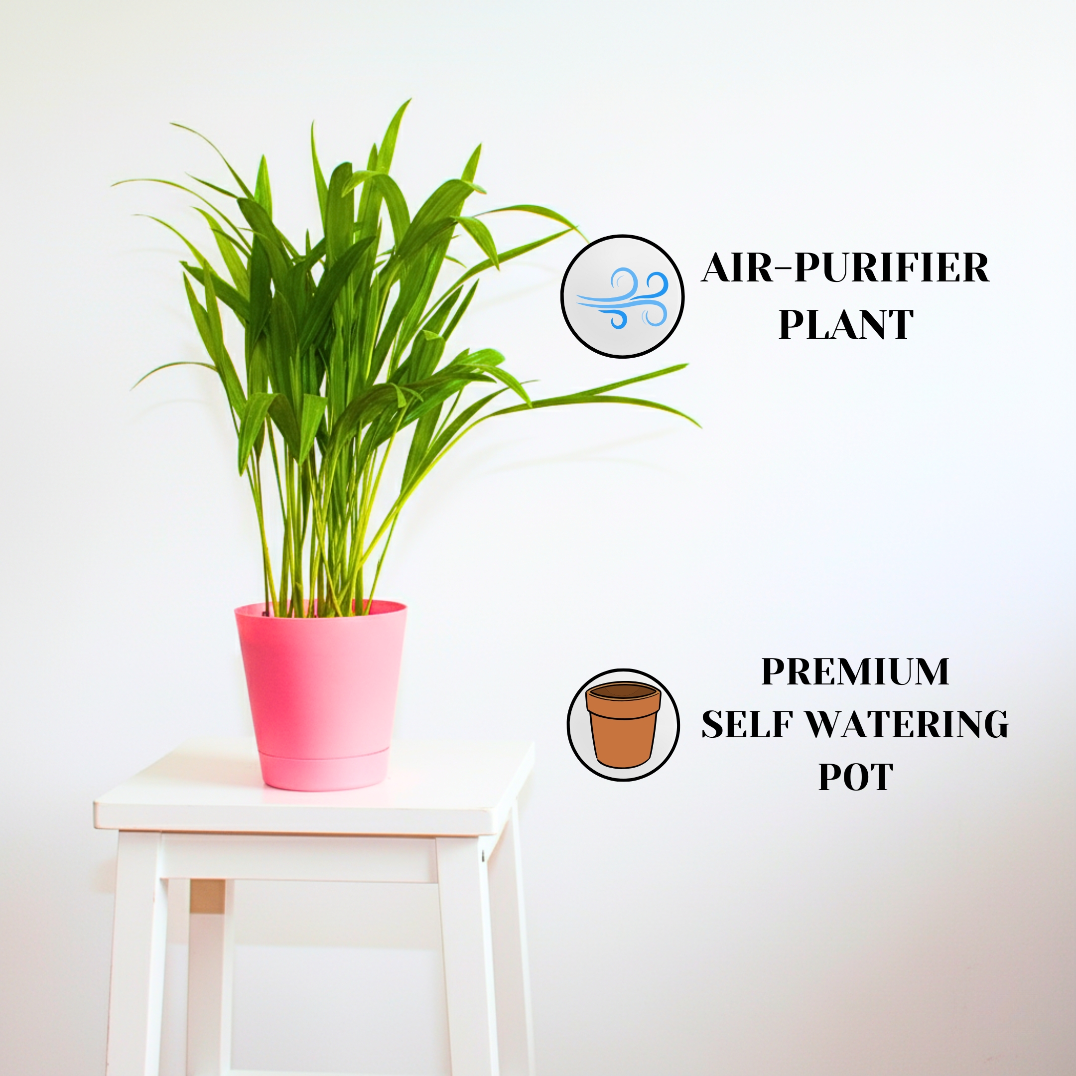 Areca Palm Plant With Self Watering Pot - Image 2