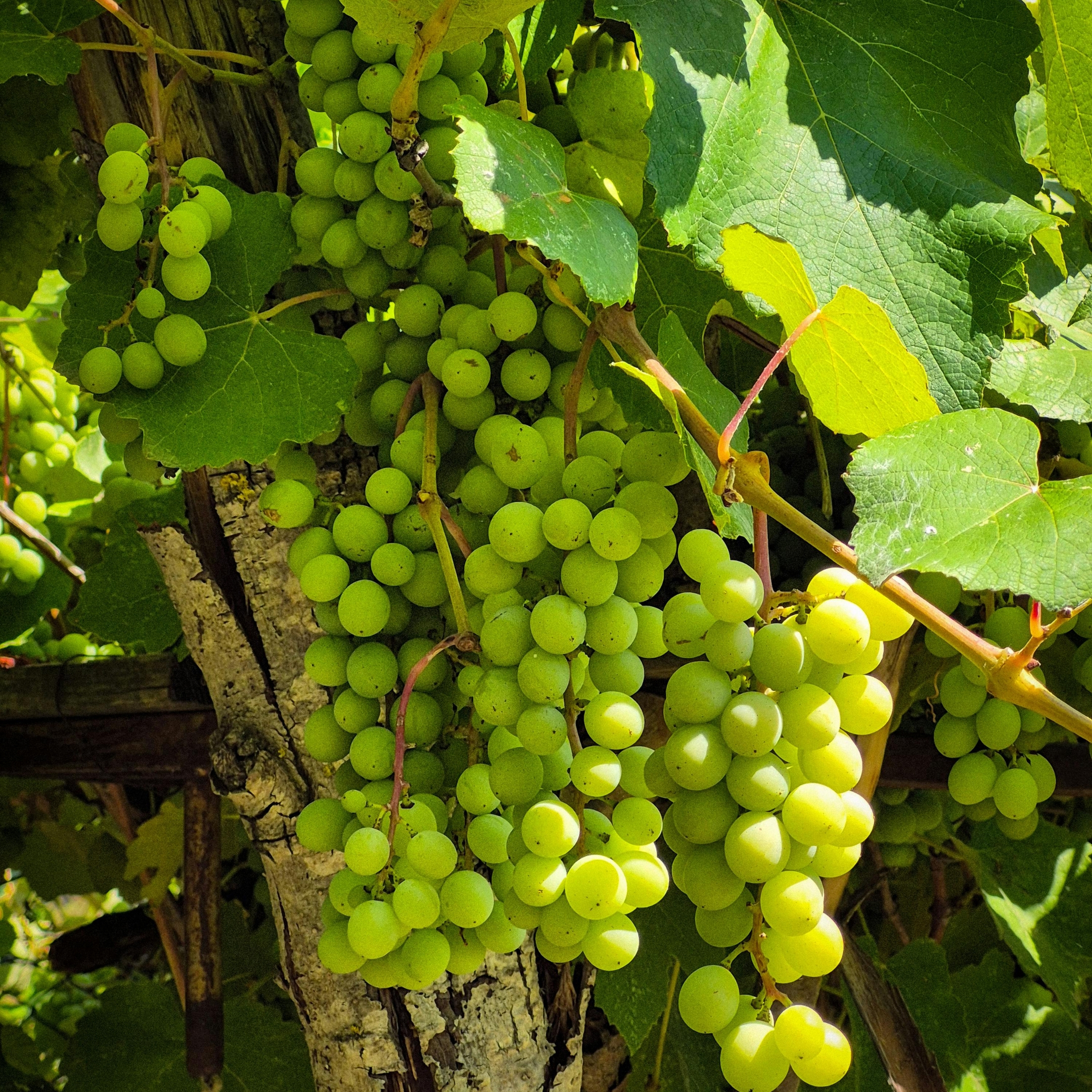 Grape Plant, Angoor Plant (Seedless) – Pack Of 2 - Image 3