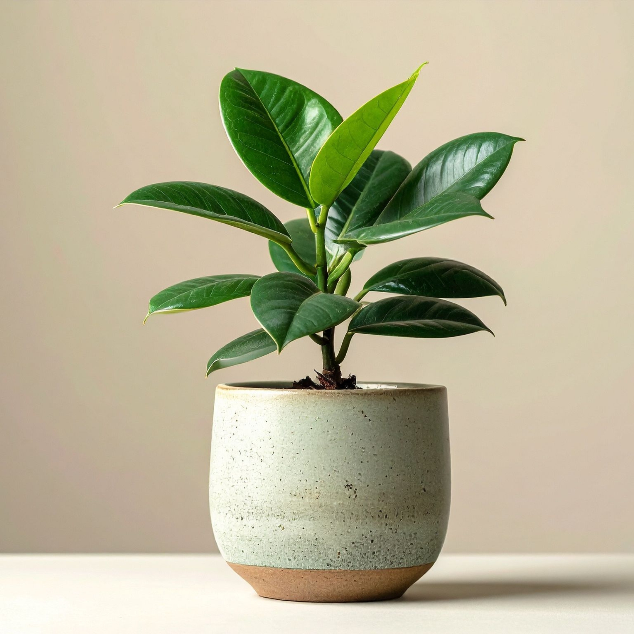 Rubber Plant (Green) - Image 3