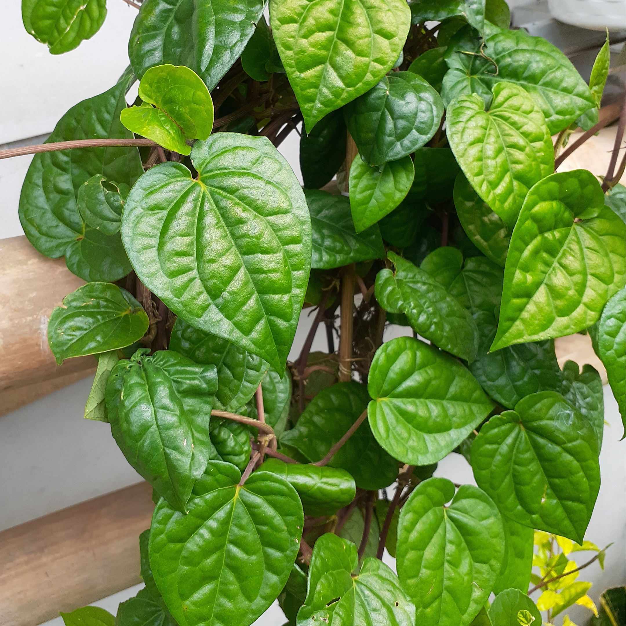 Betel Leaf Plant (Magai Paan Plant) - Pack Of 2 - Image 3