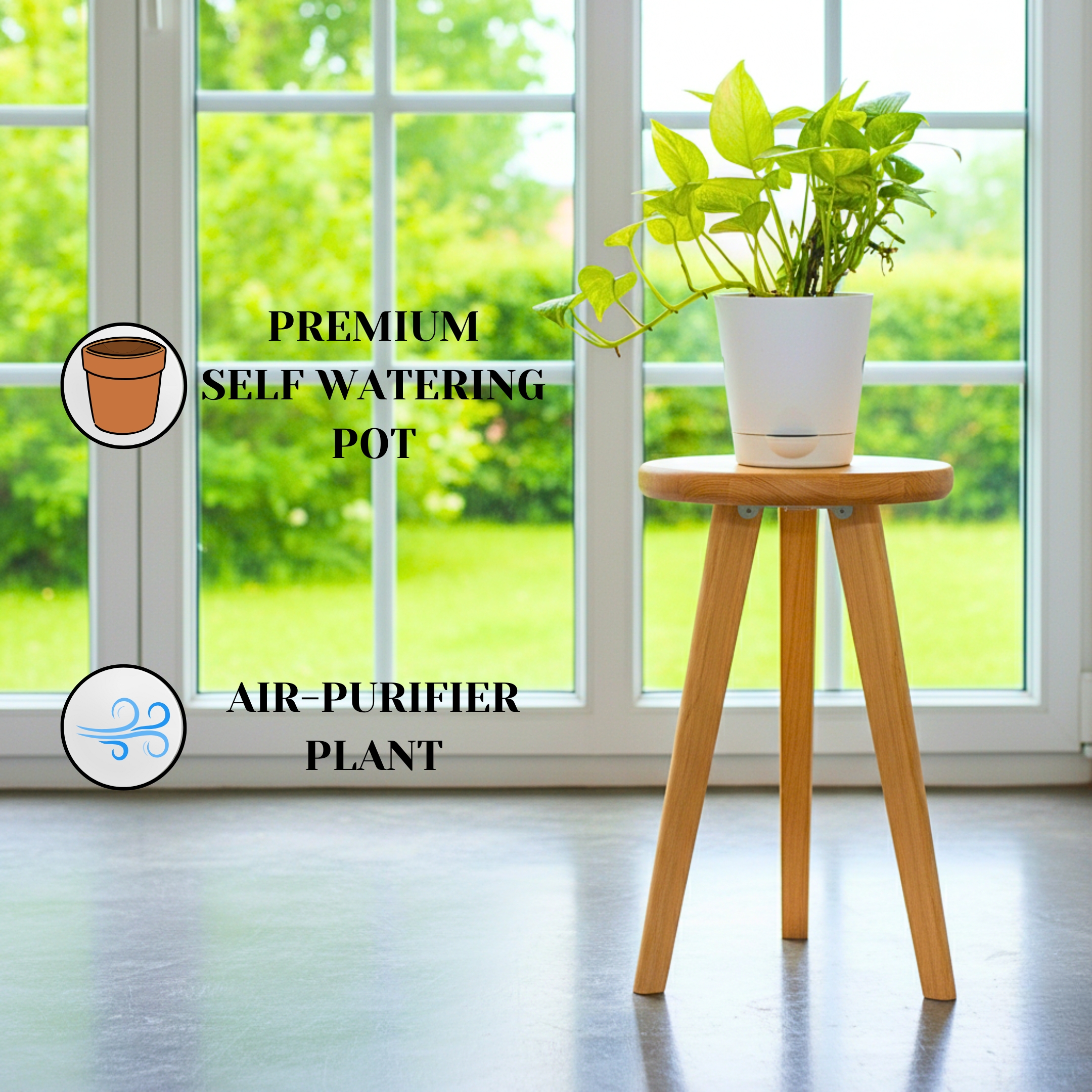 Good Luck Golden Money Plant (Variegated) - With Self Watering Pot - Image 2