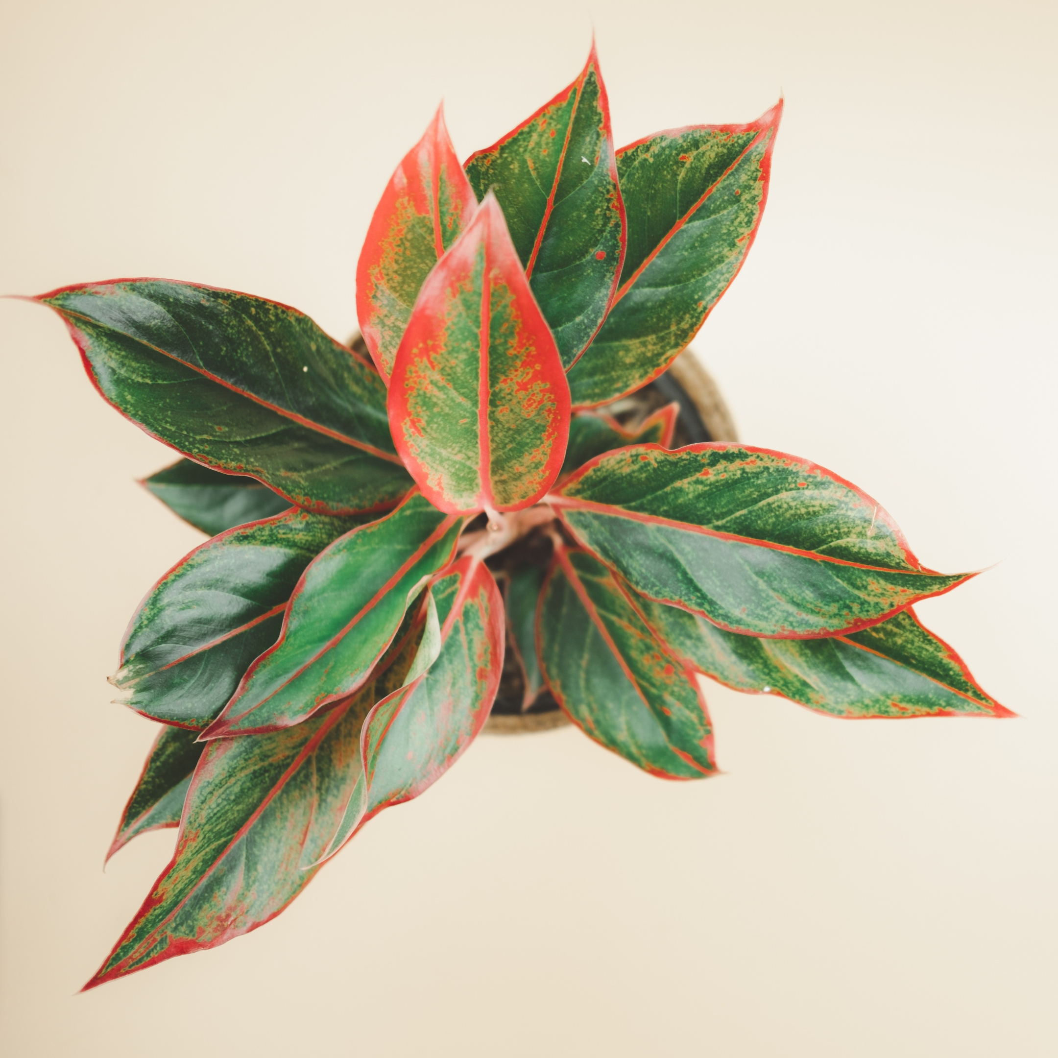 Aglaonema Red Natural Live Plant Indoor - Image 4