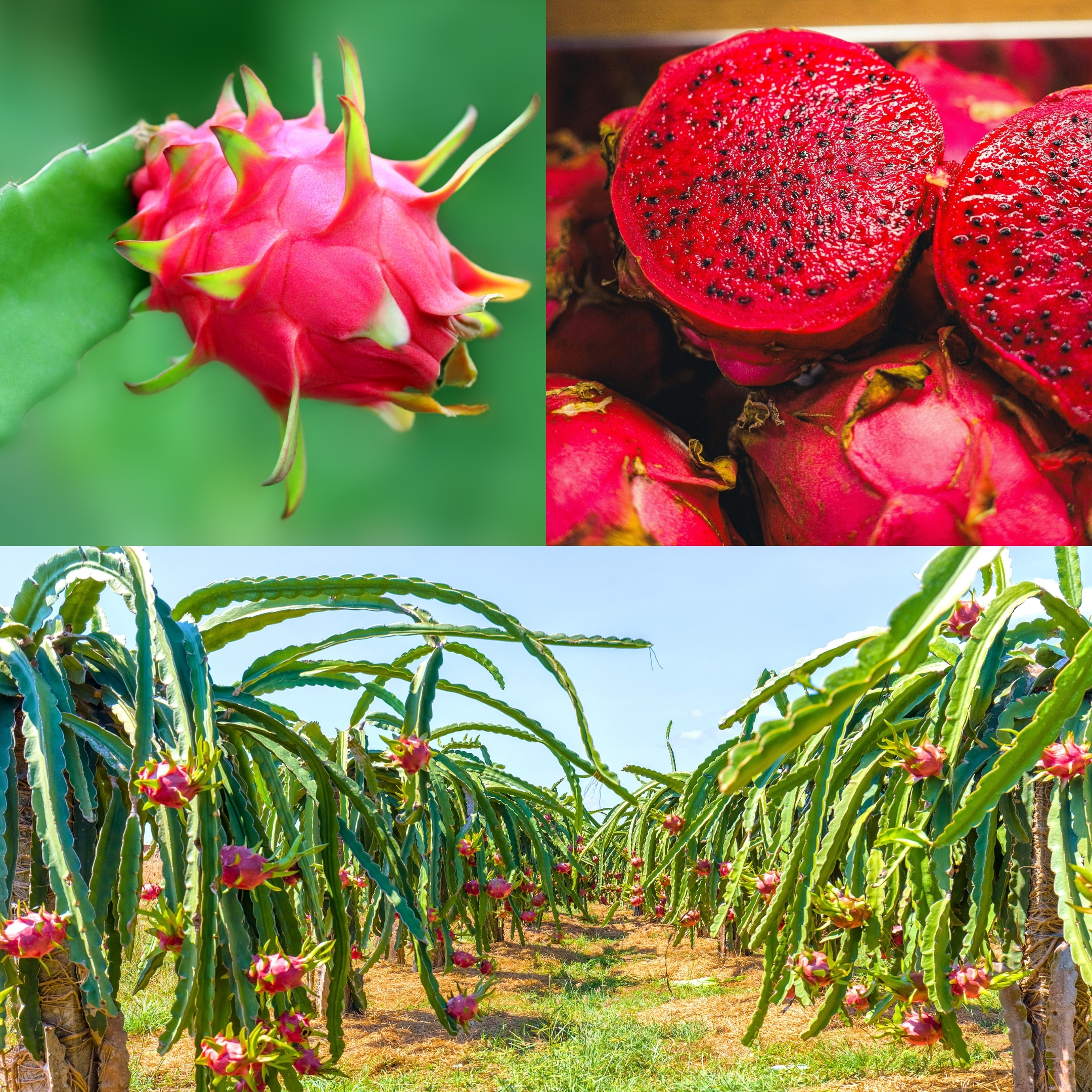 Dragon Fruit - Plant (Pink Flesh) - Image 3