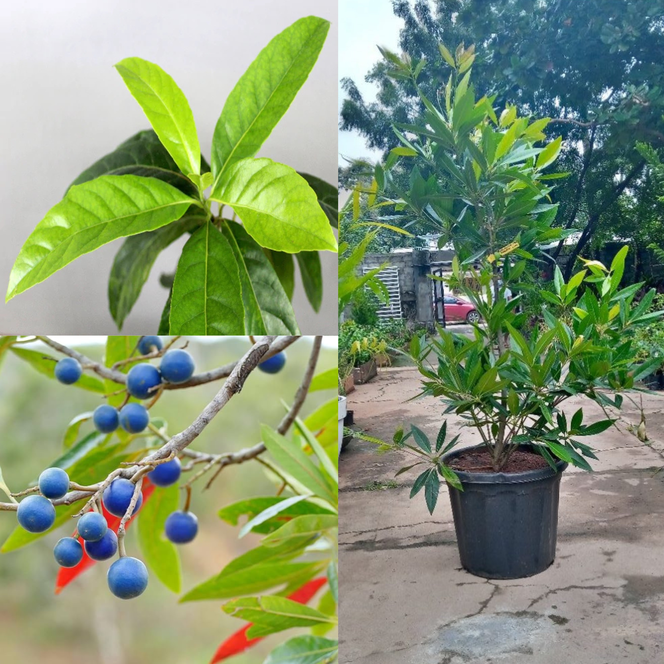 Rudraksha Plant- live plant - Image 4