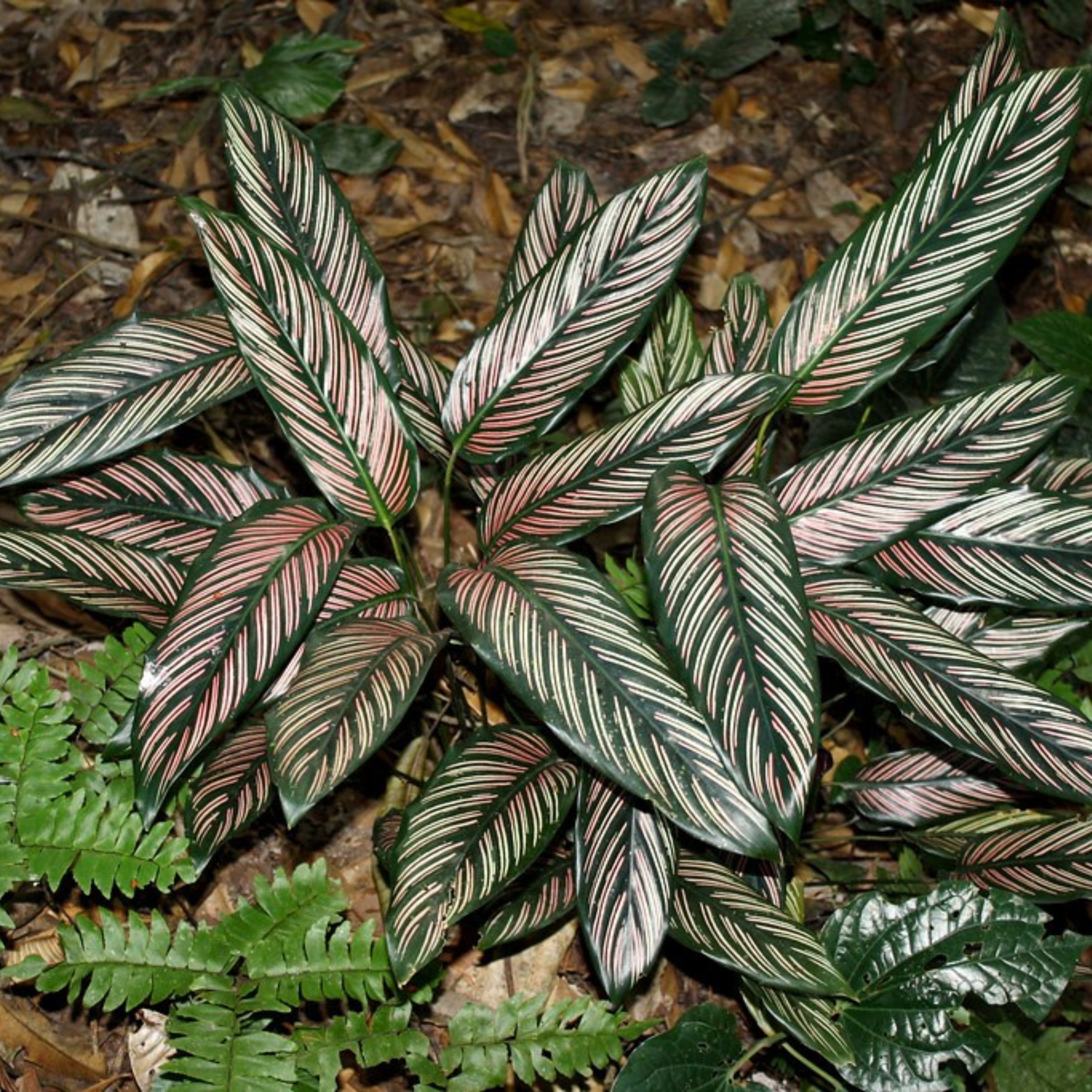 Calathea Ornata Live Plant - Image 4