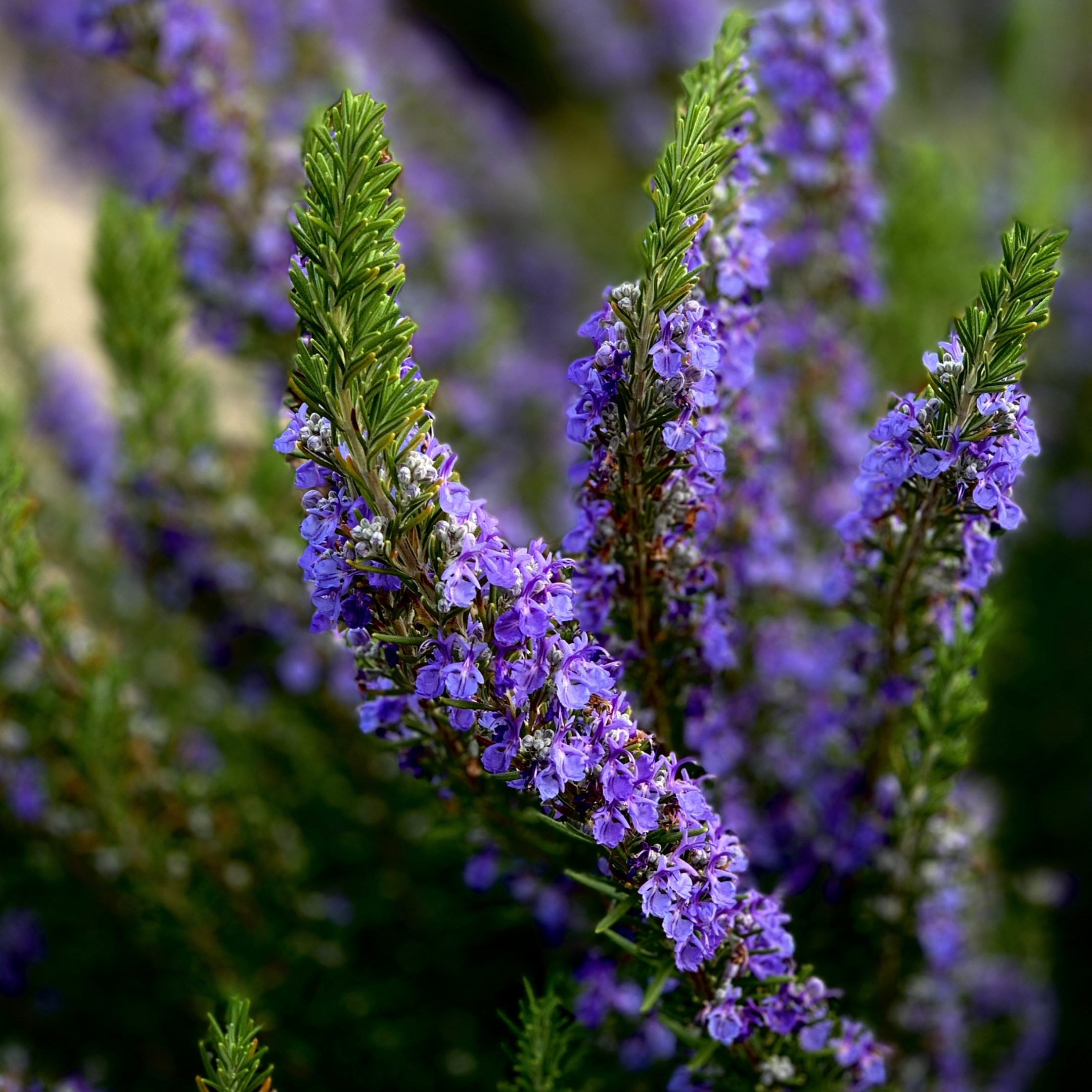 Rosemary Plant - Image 4
