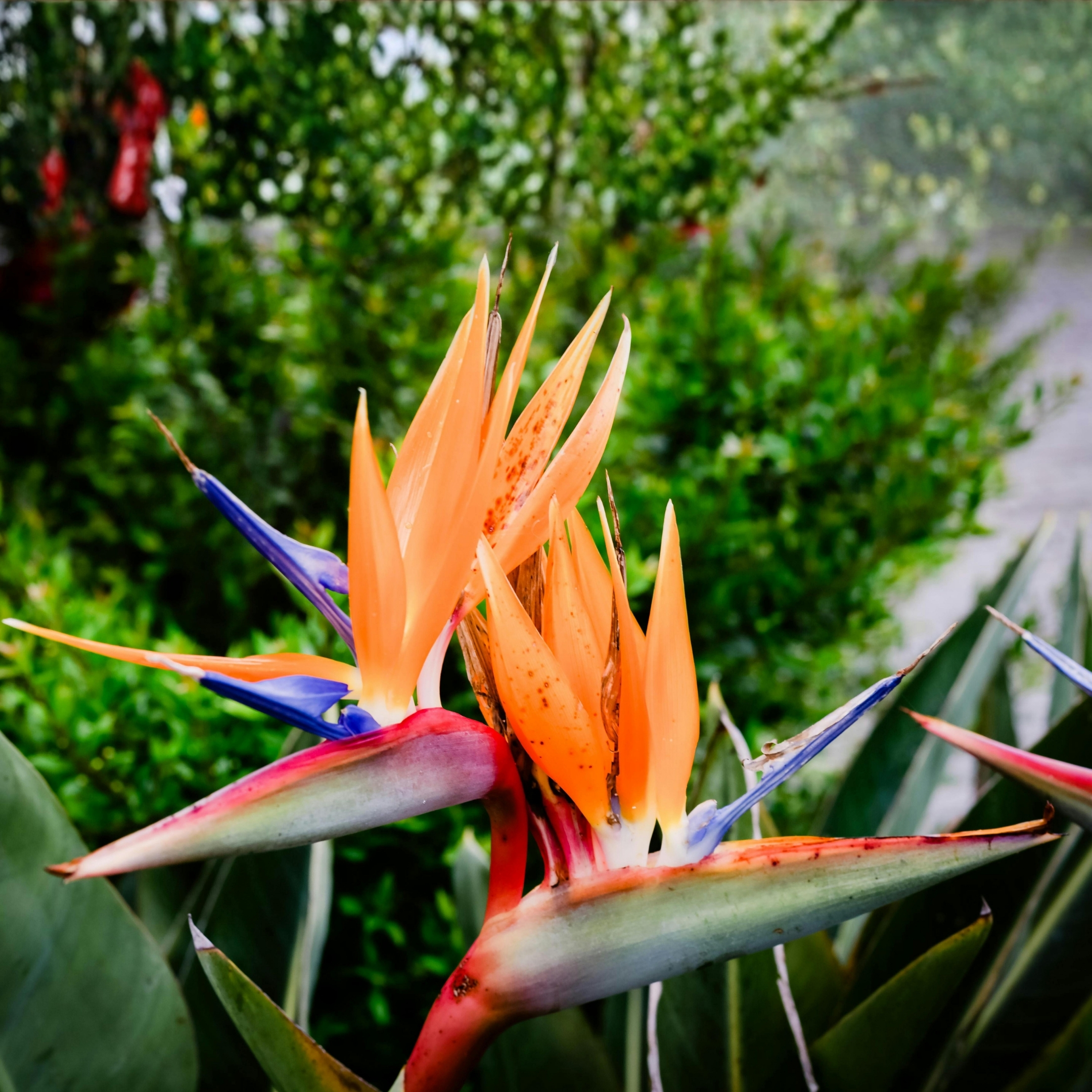 Bird Of Paradise Plant Live - Image 4
