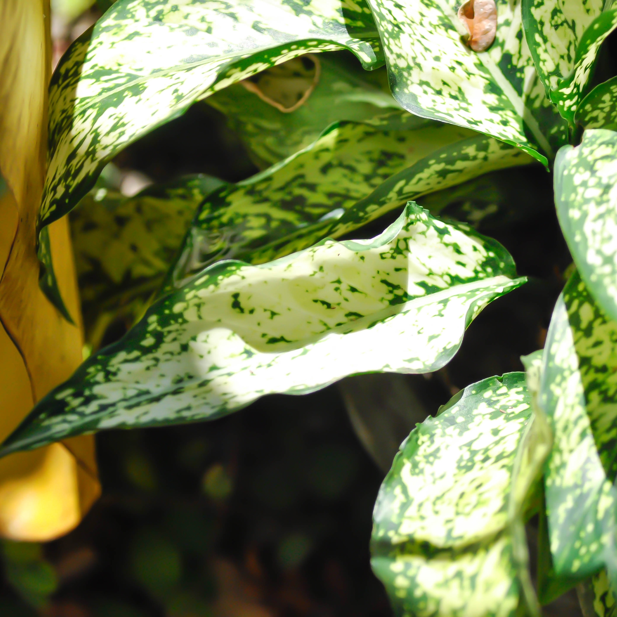 Aglaonema Snow White Plant (Chinese Evergreen Indoor Plant) - Pack Of 2 - Image 4