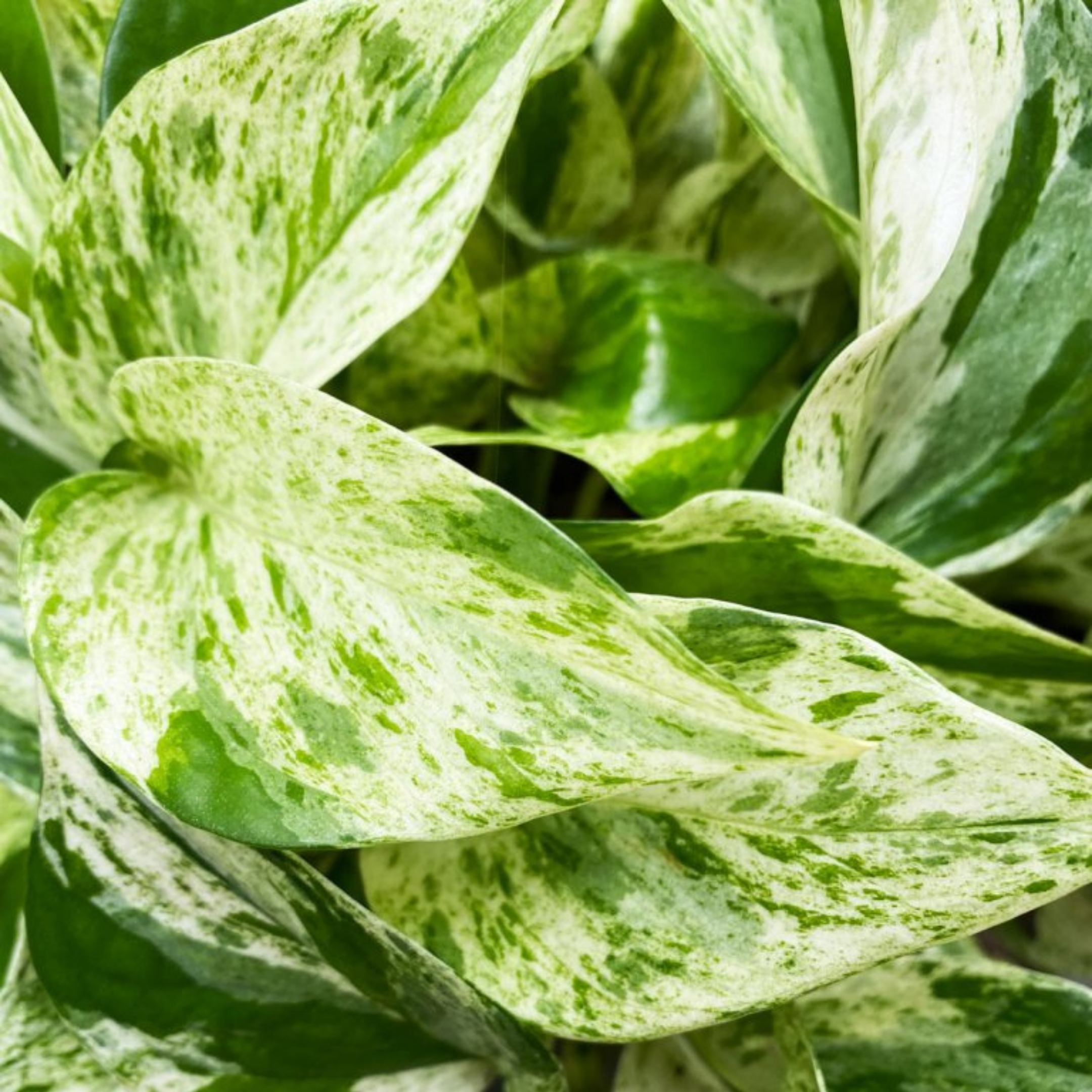 Marble Queen Money Plant Live - Pack Of 2 - Image 4