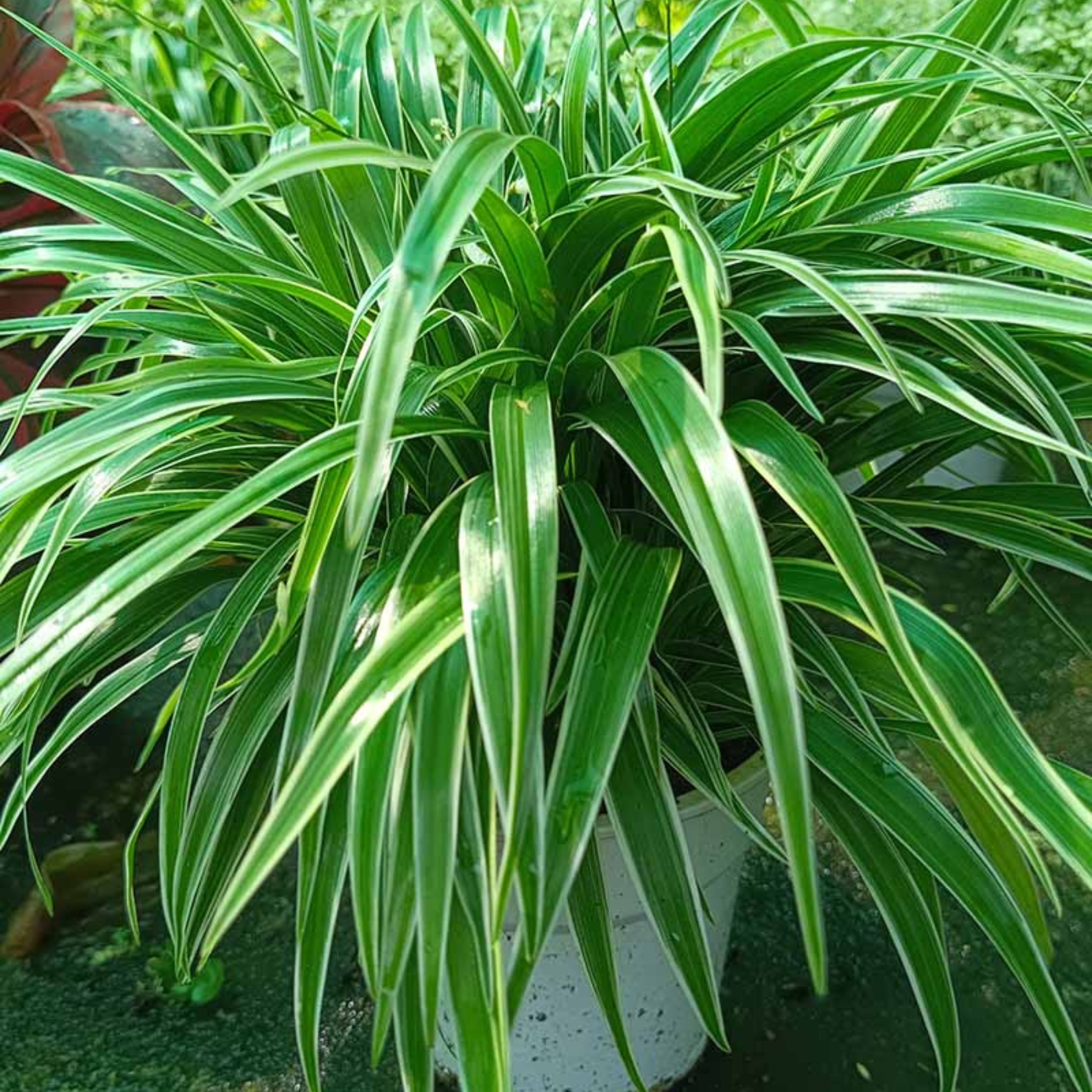 Spider Plant Live - Image 4