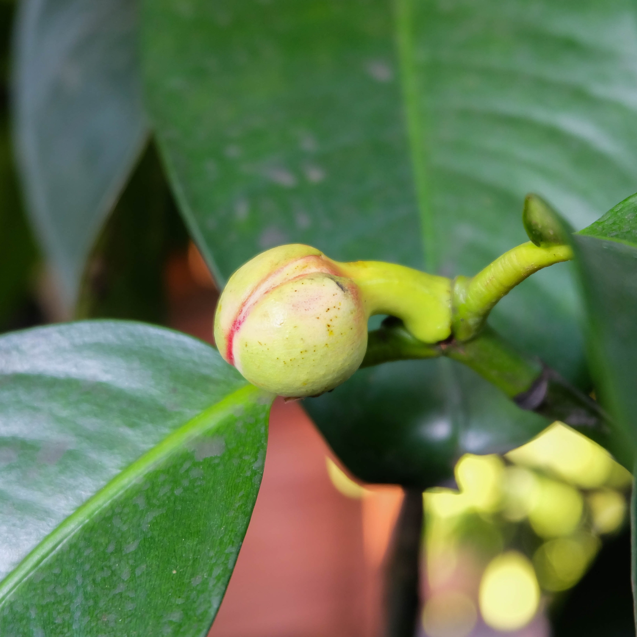 Mangosteen Plant Live - Image 4