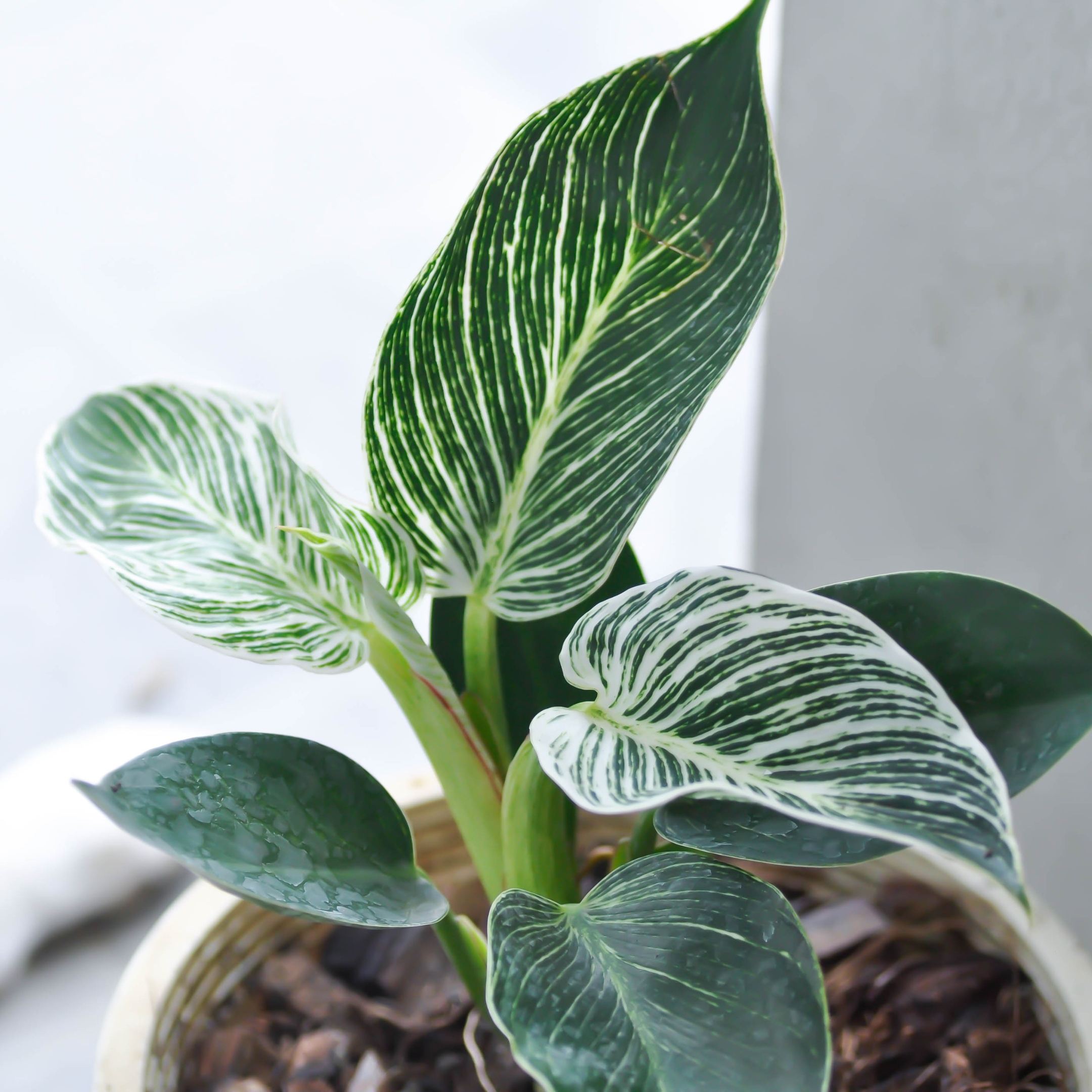 Philodendron Birkin plant Live - Image 4