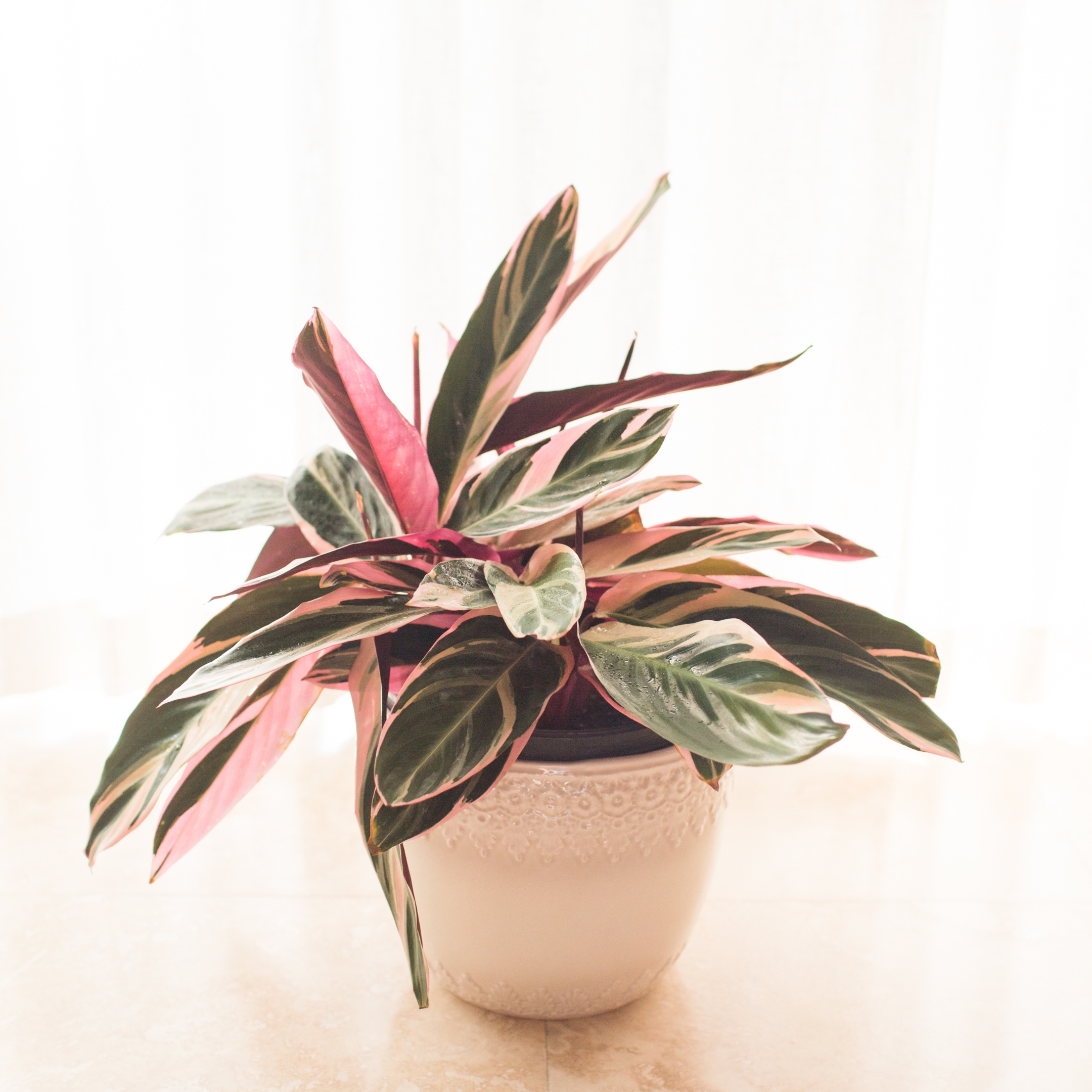 Stromanthe Sanguinea Triostar, Calathea Triostar - Plant - Image 4