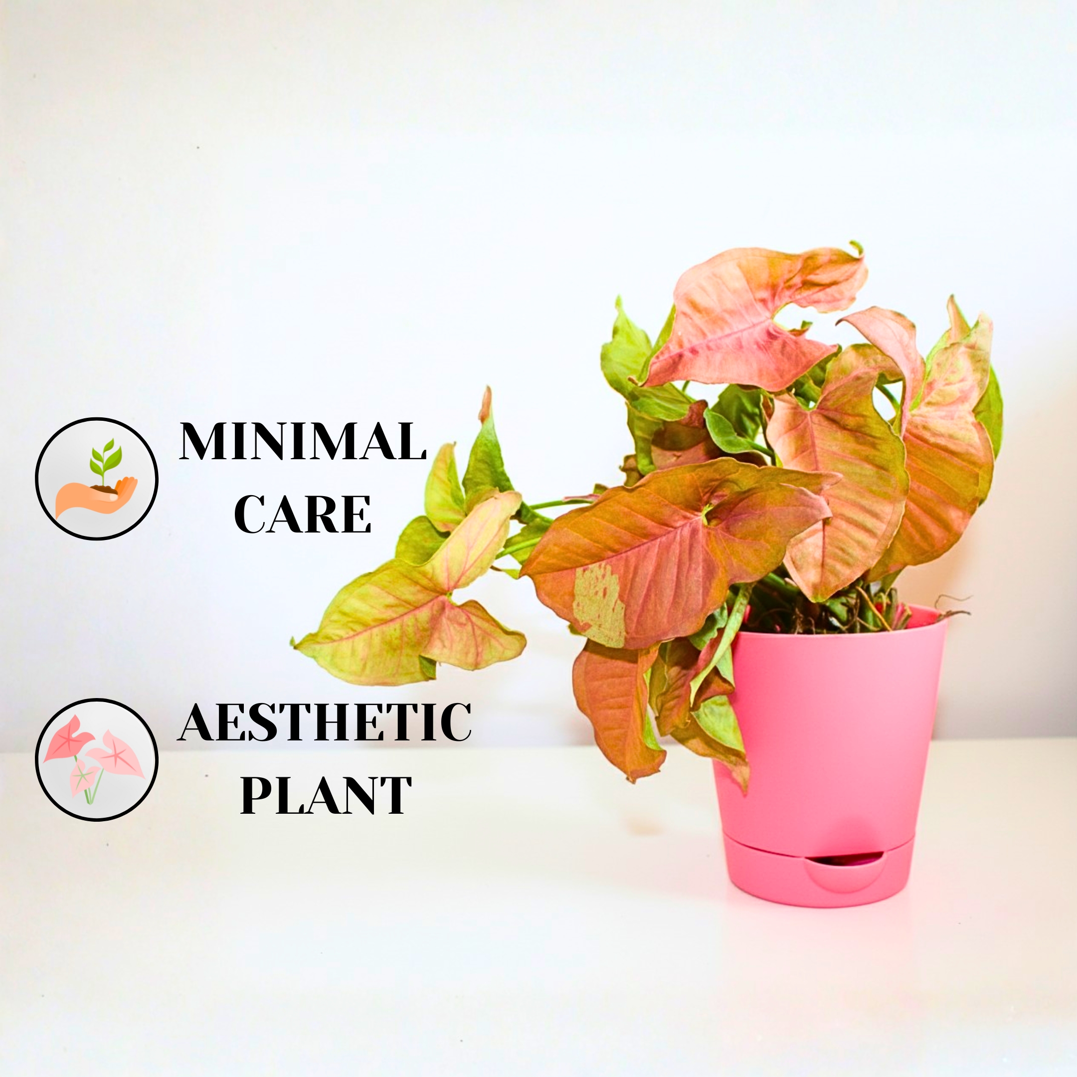 Live Syngonium Pink Neon Plant - With Self Watering Pot - Image 3