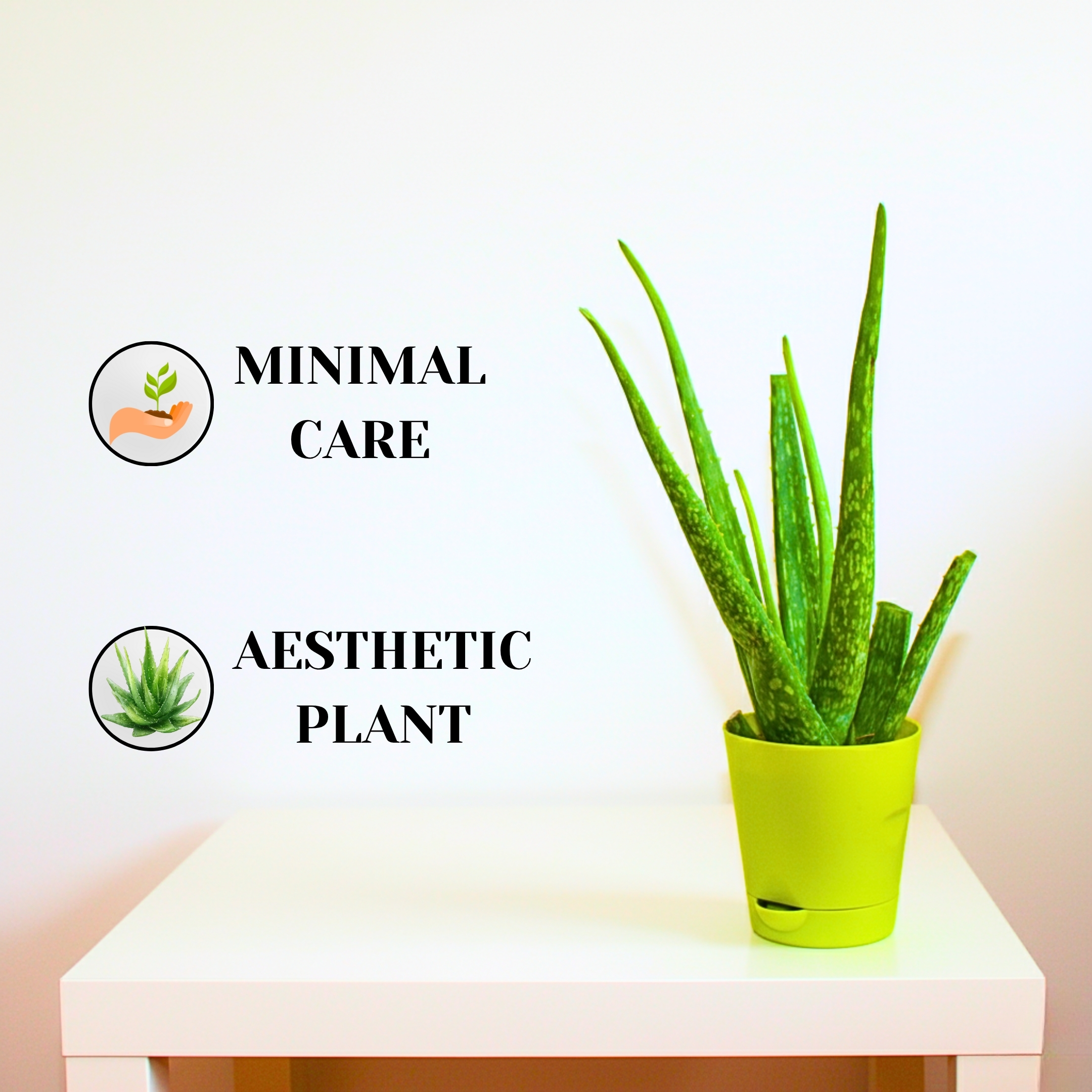 Live Aloe Vera Medicinal Succulent Plant - With Self Watering Pot - Image 2