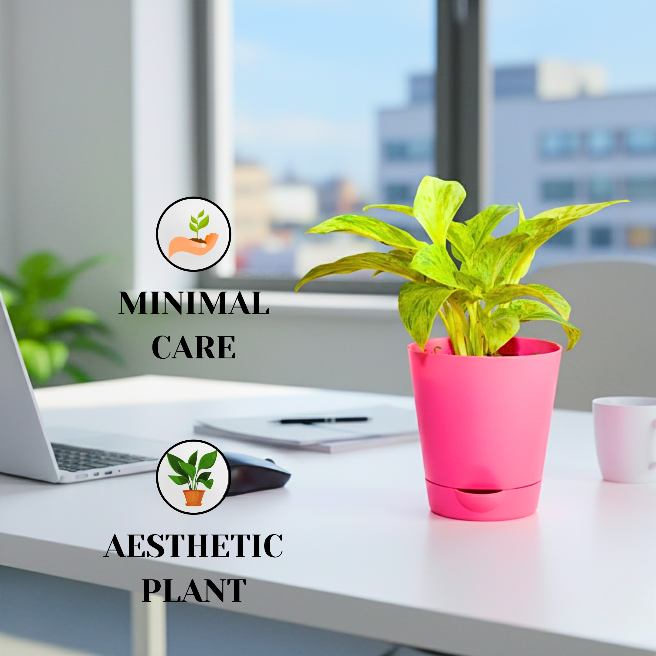 Marble Queen Money plant (Marble Queen Pothos) - With Self Watering Pot - Pack Of 2 - Image 3