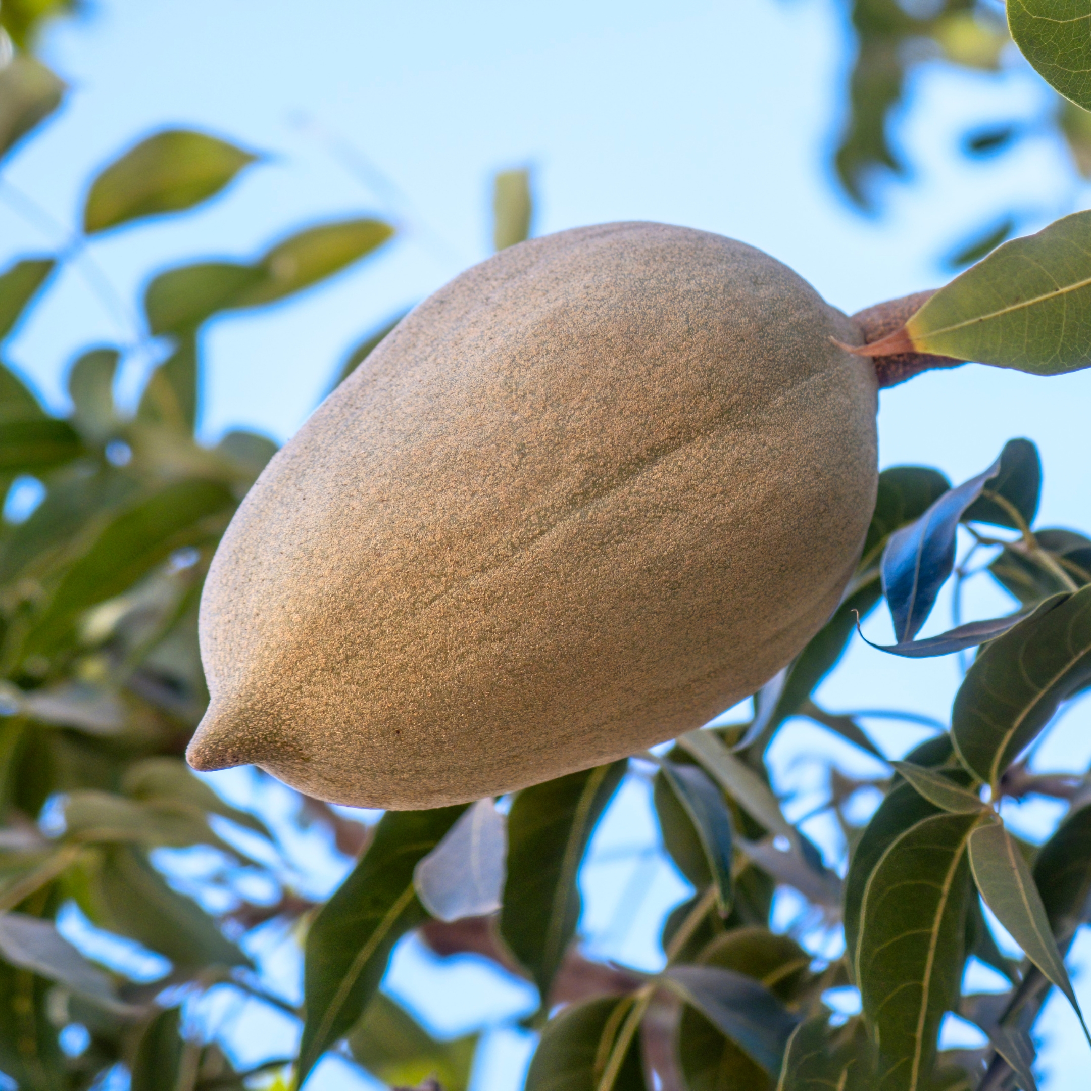Mahogany Plant Live (Swietenia macrophylla Plant) - Image 4