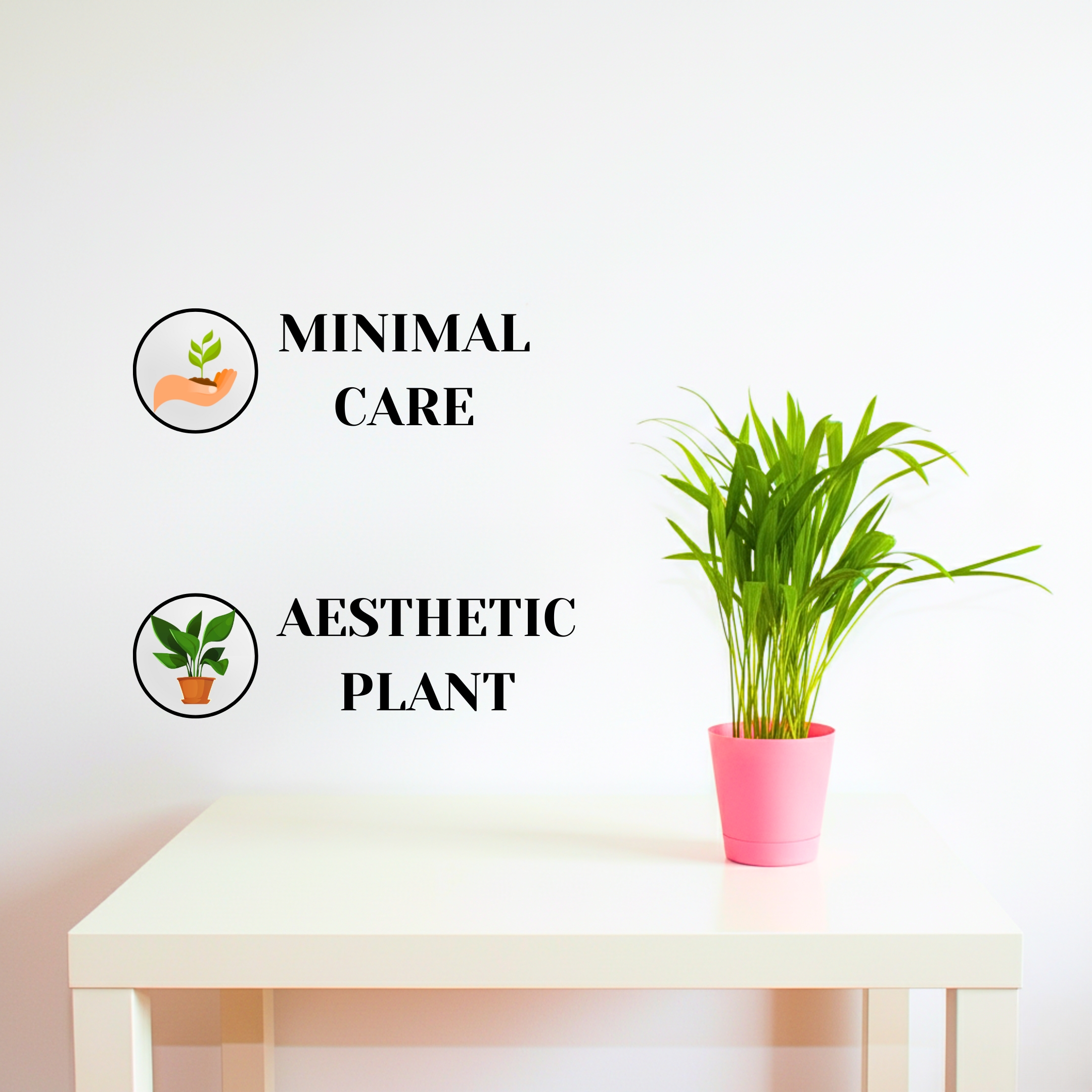 Areca Palm Plant With Self Watering Pot - Image 3