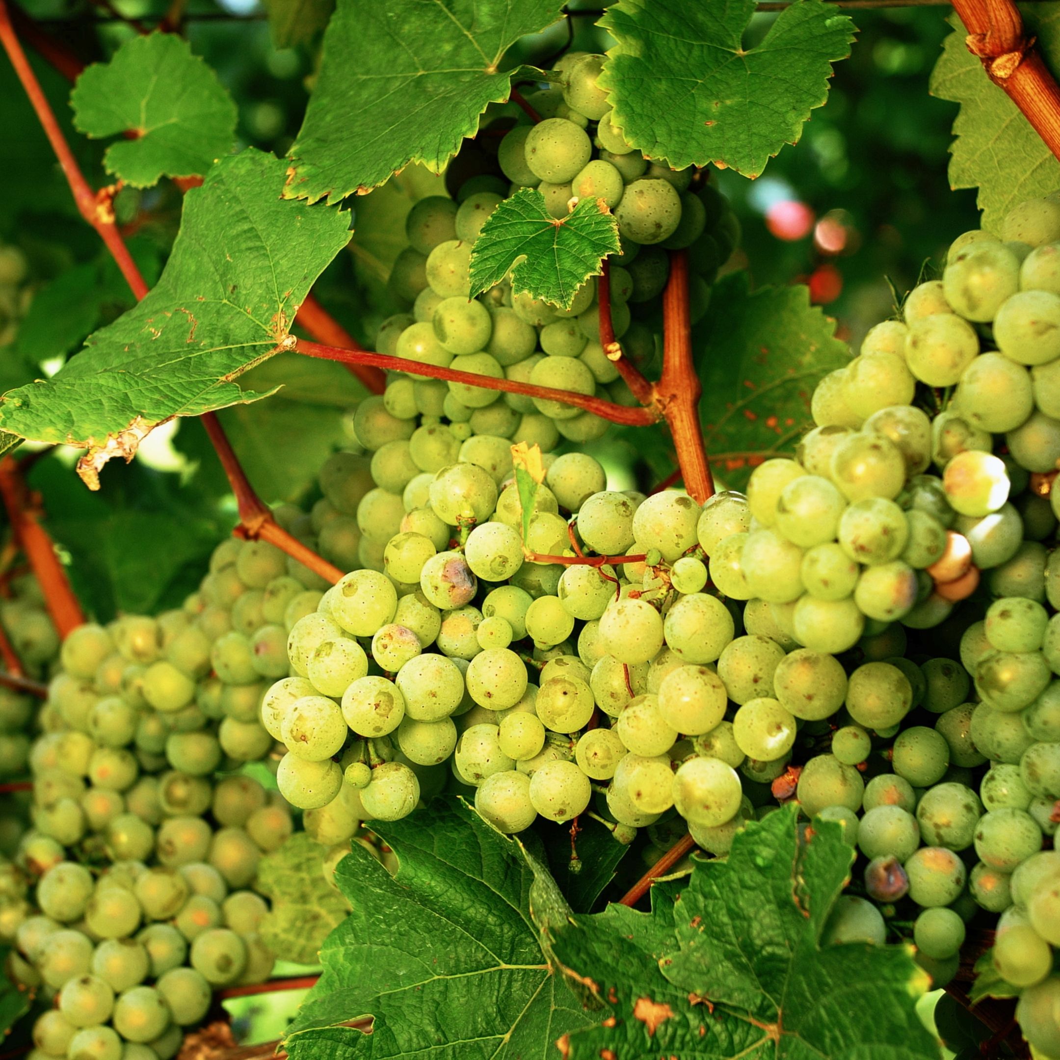 Grape Plant, Angoor Plant (Seedless) – Pack Of 2 - Image 4