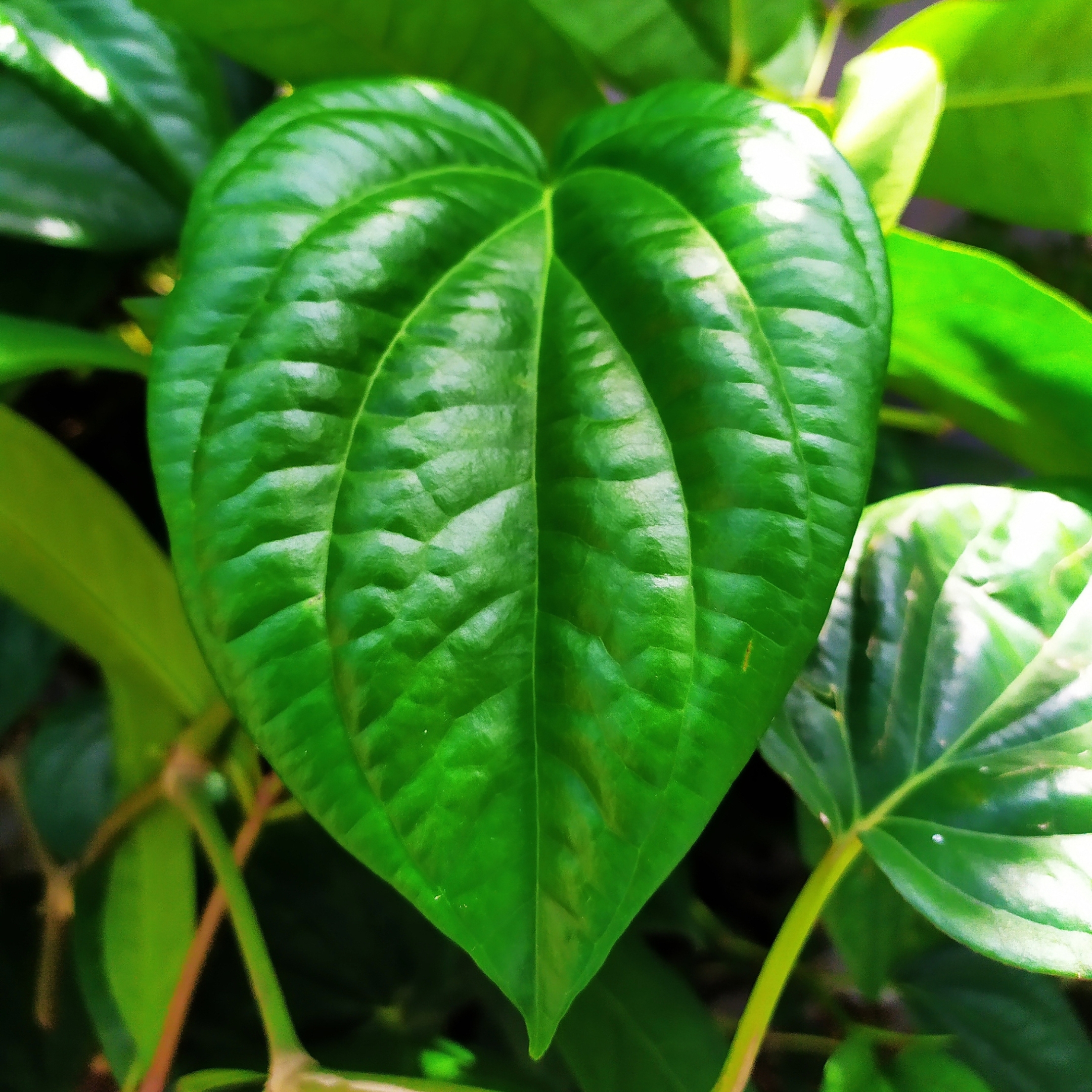 Betel Leaf Plant (Magai Paan Plant) - Pack Of 2 - Image 4