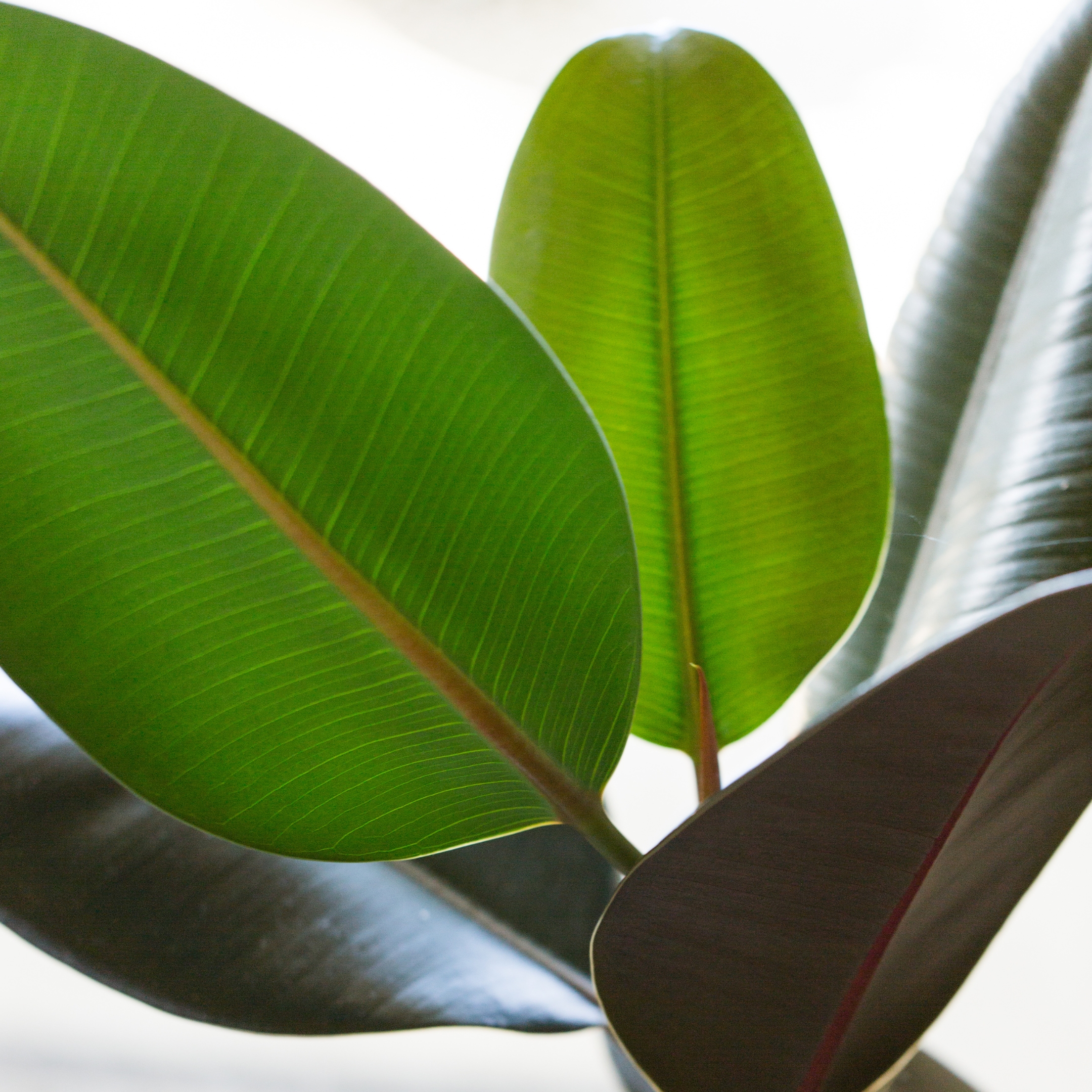Rubber Plant (Green) - Image 4