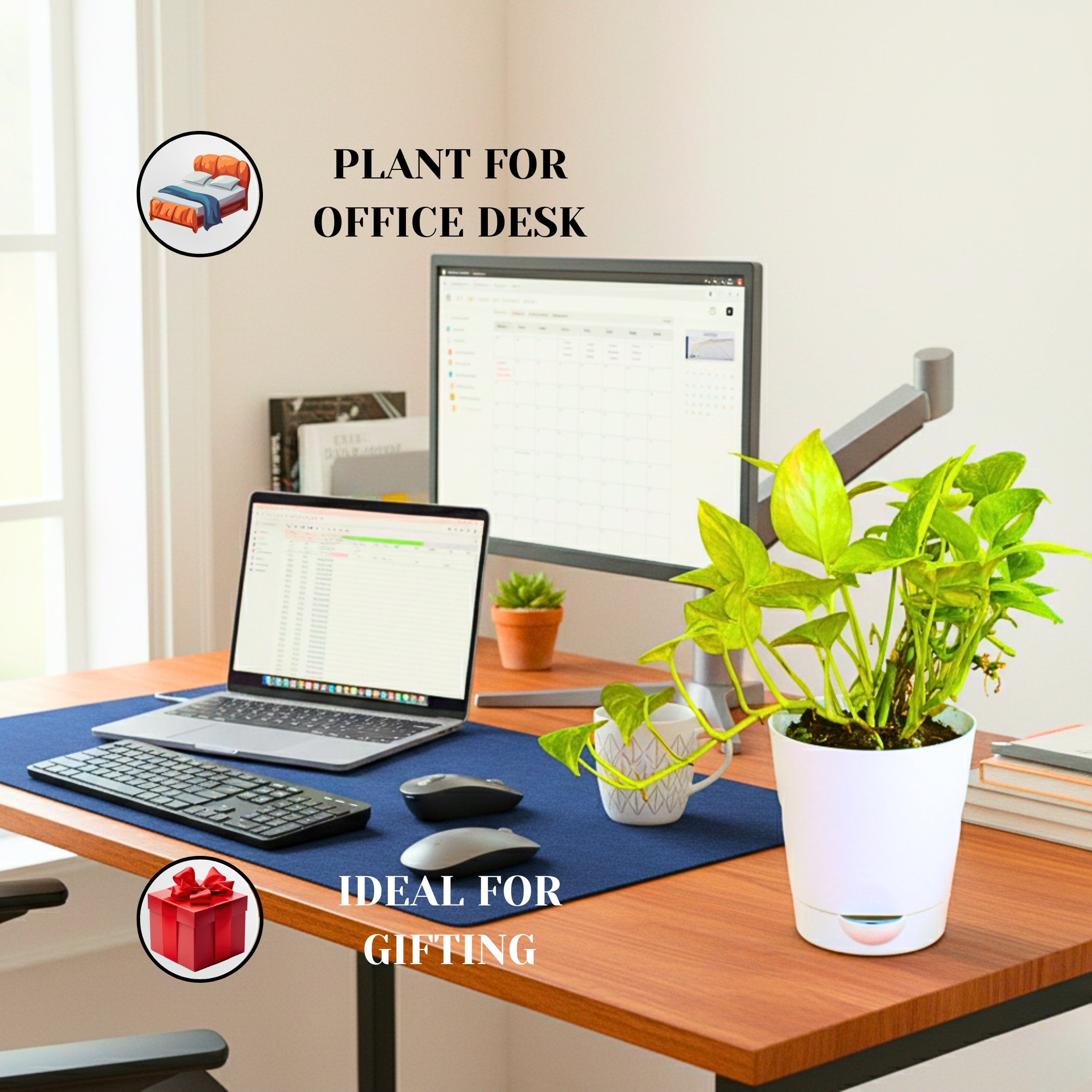 Good Luck Golden Money Plant (Variegated) - With Self Watering Pot - Image 3