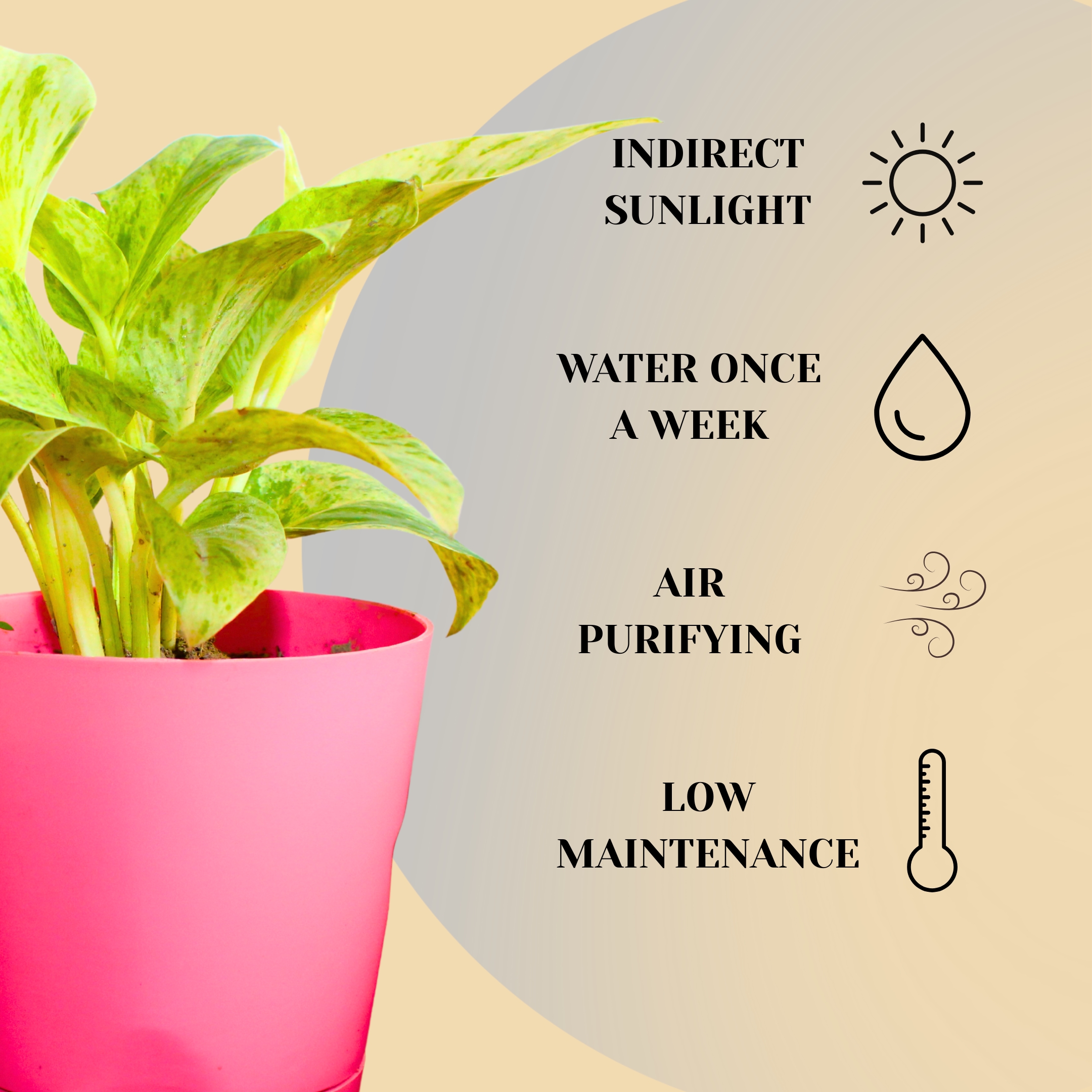 Marble Queen Money plant (Marble Queen Pothos) - With Self Watering Pot - Pack Of 2 - Image 4