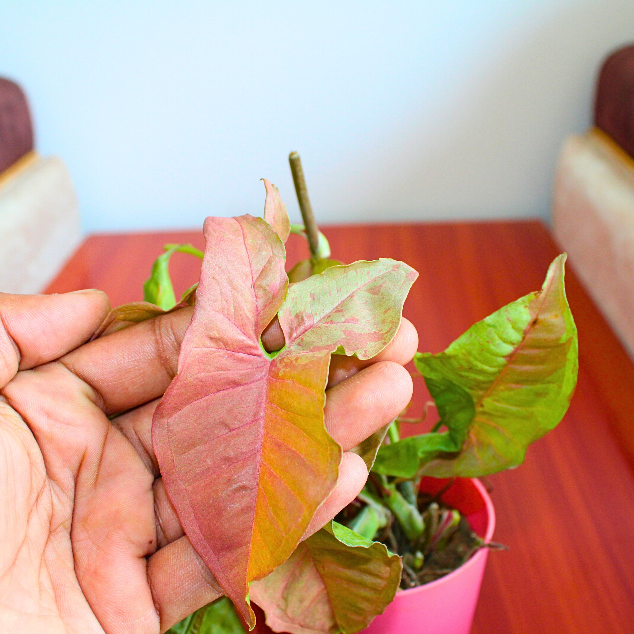 Live Syngonium Pink Neon Plant - With Self Watering Pot - Image 4
