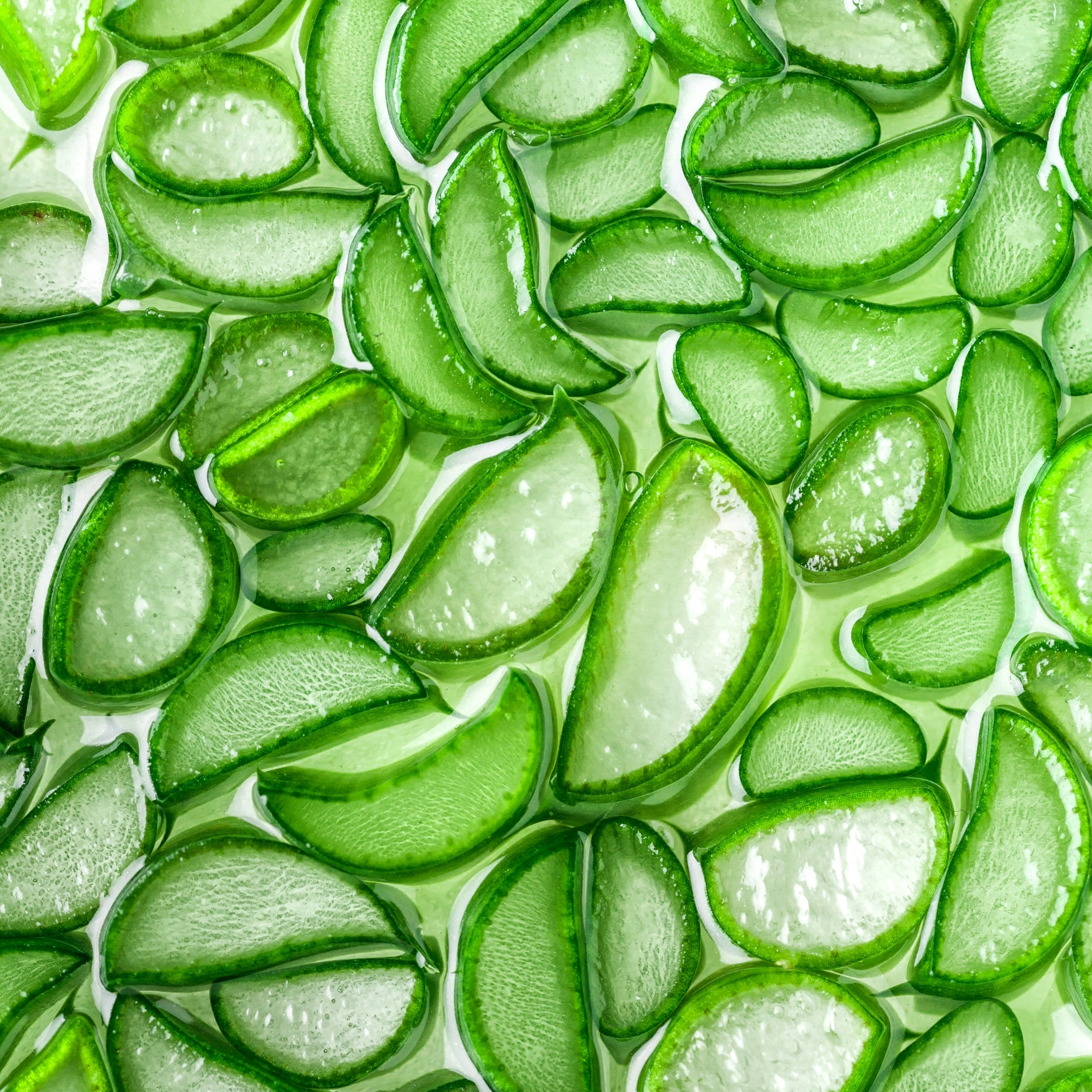 Live Aloe Vera Medicinal Succulent Plant - With Self Watering Pot - Image 3