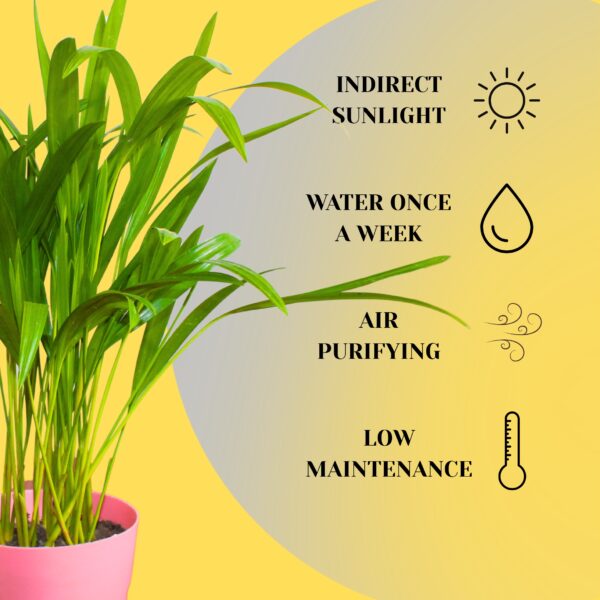 Areca Palm Plant With Self Watering Pot  Pack Of 2