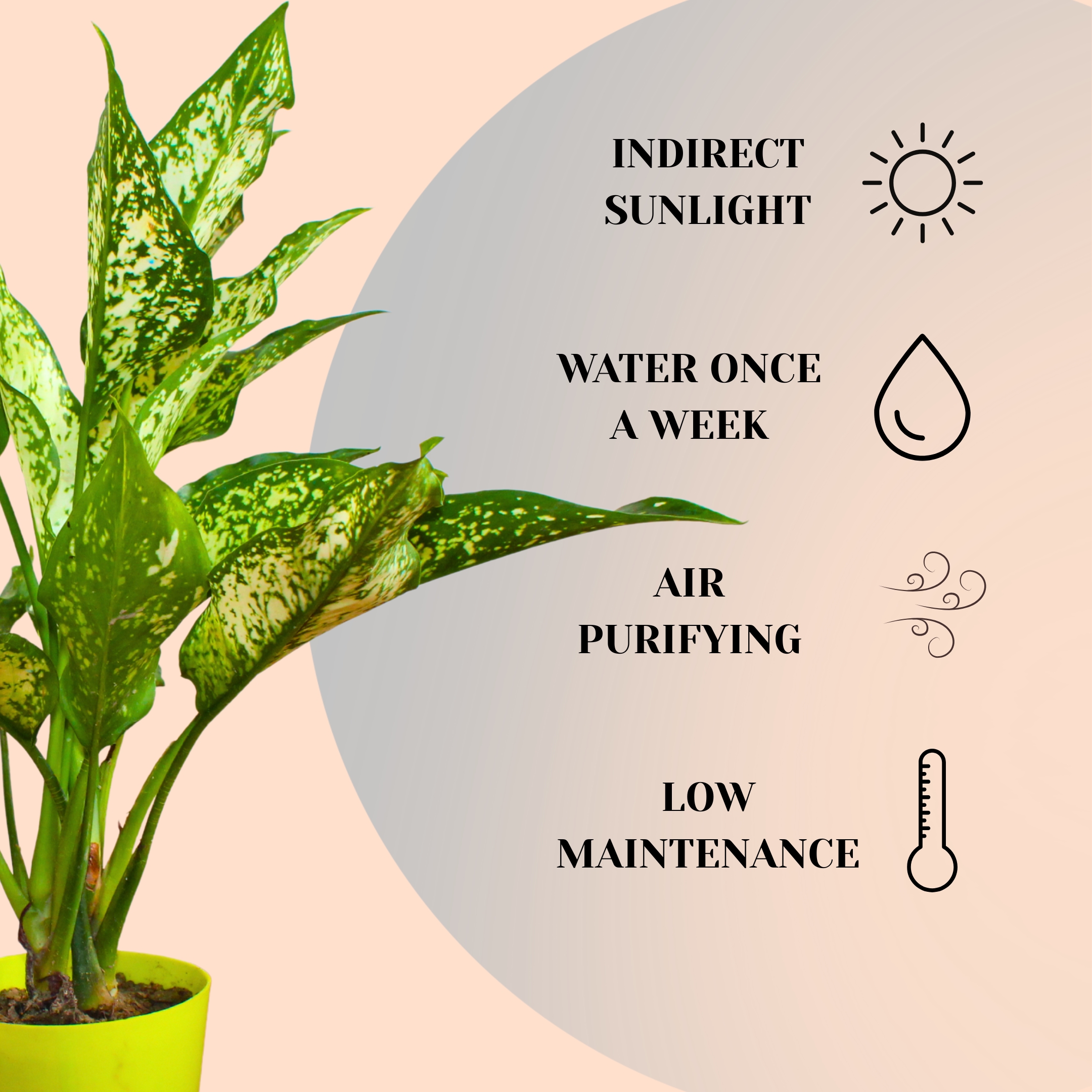 Aglaonema Snow White Plant (Chinese Evergreen Indoor Plant) – With Self Watering Pot - Image 4