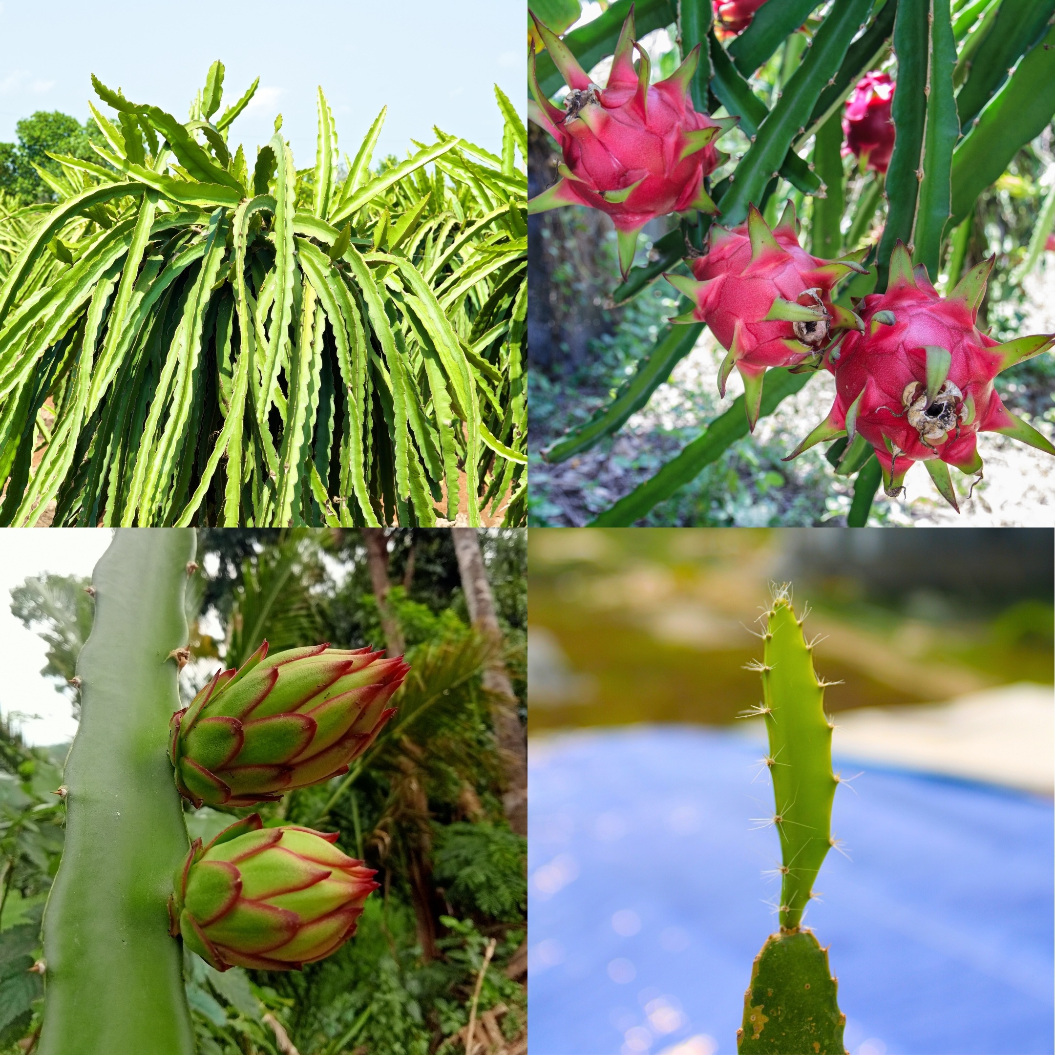 Dragon Fruit - Plant (Pink Flesh) - Image 4