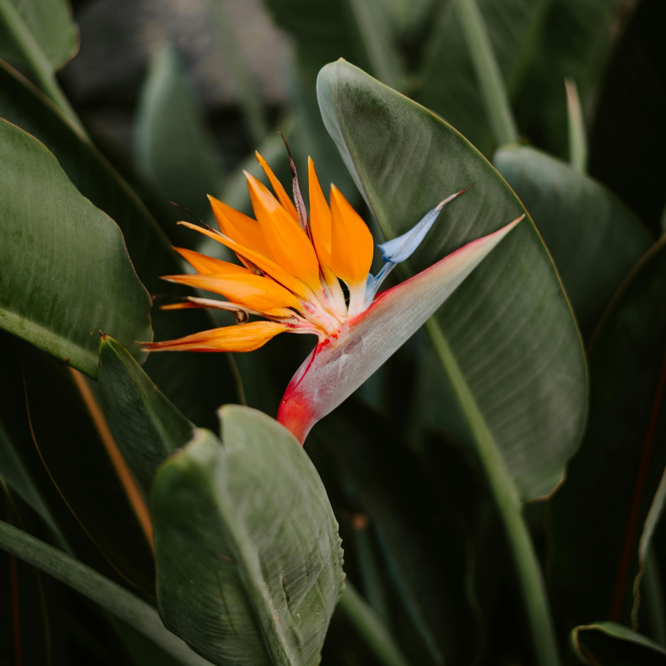 Bird Of Paradise Plant Live - Image 5
