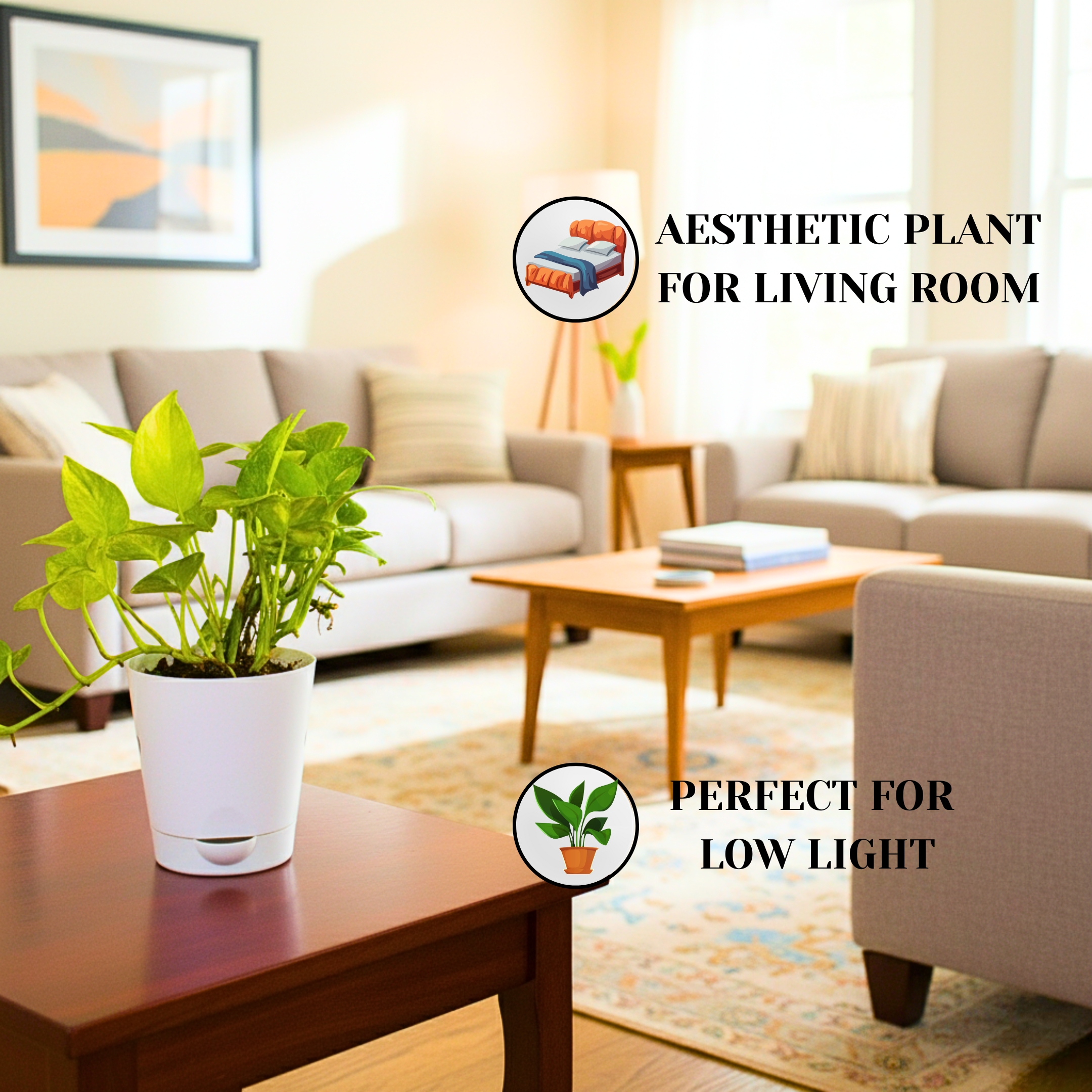 Good Luck Golden Money Plant (Variegated) - With Self Watering Pot - Image 4