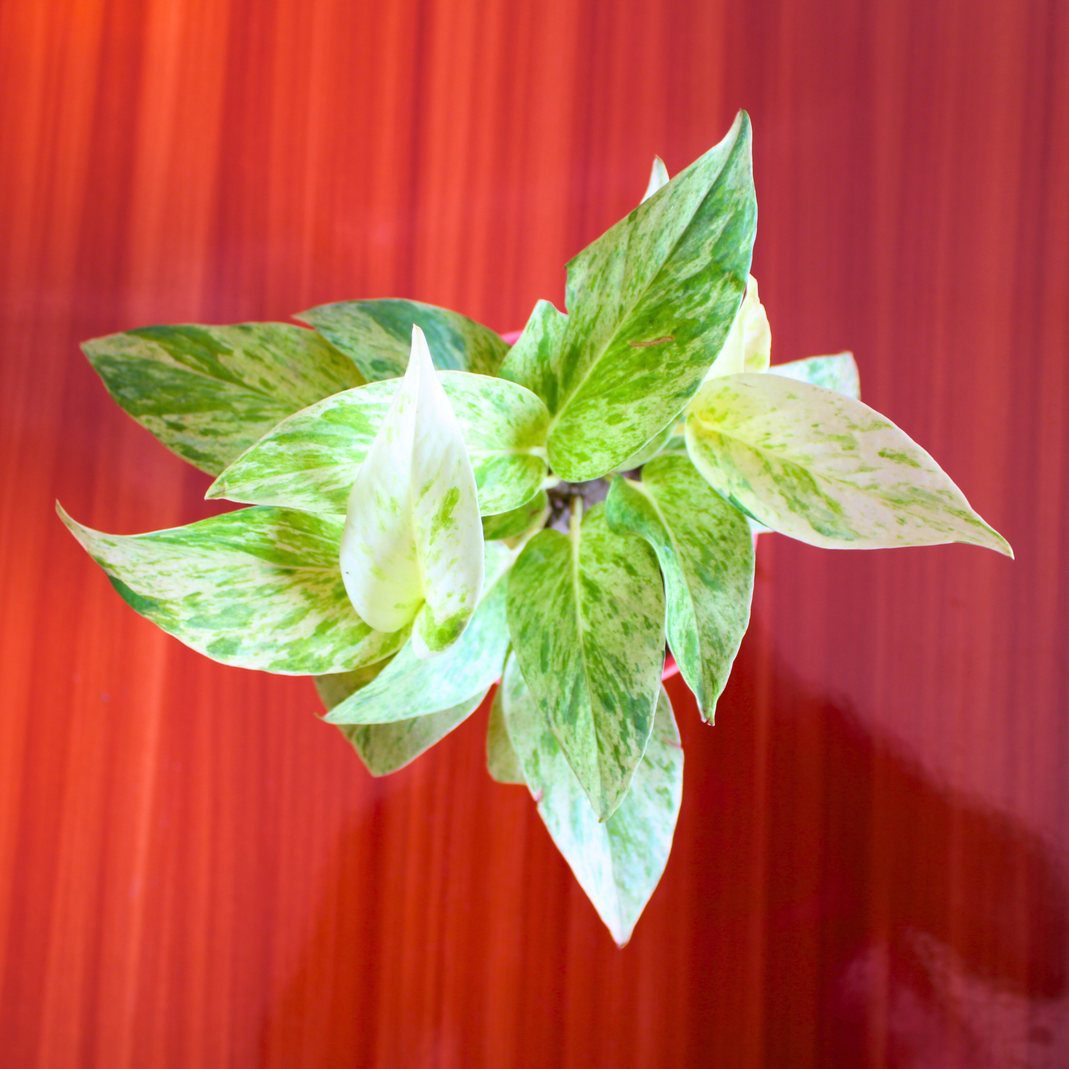 Marble Queen Money plant (Marble Queen Pothos) - With Self Watering Pot - Pack Of 2 - Image 5