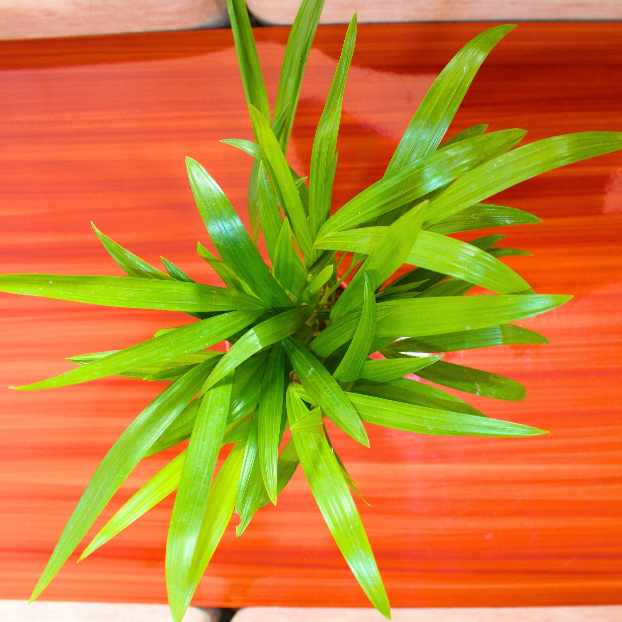Areca Palm Plant With Self Watering Pot - Image 5